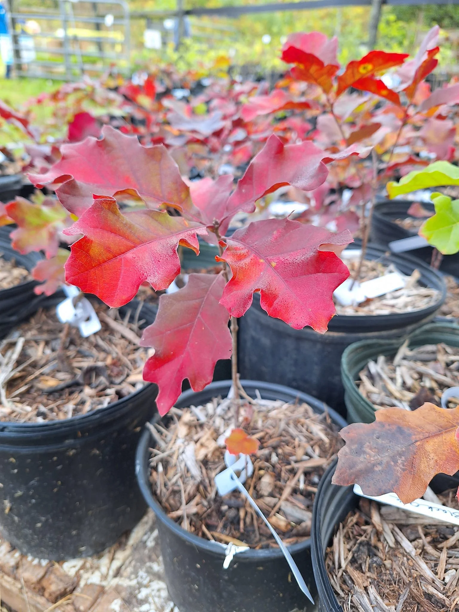 CANCELLED: Help C&O Canal Plant Trees