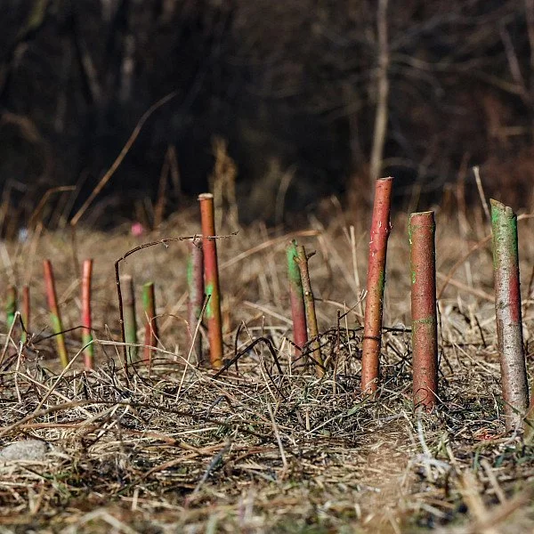 Cancelled! Volunteer Workday Planting Live Stakes (Day 2 if needed)