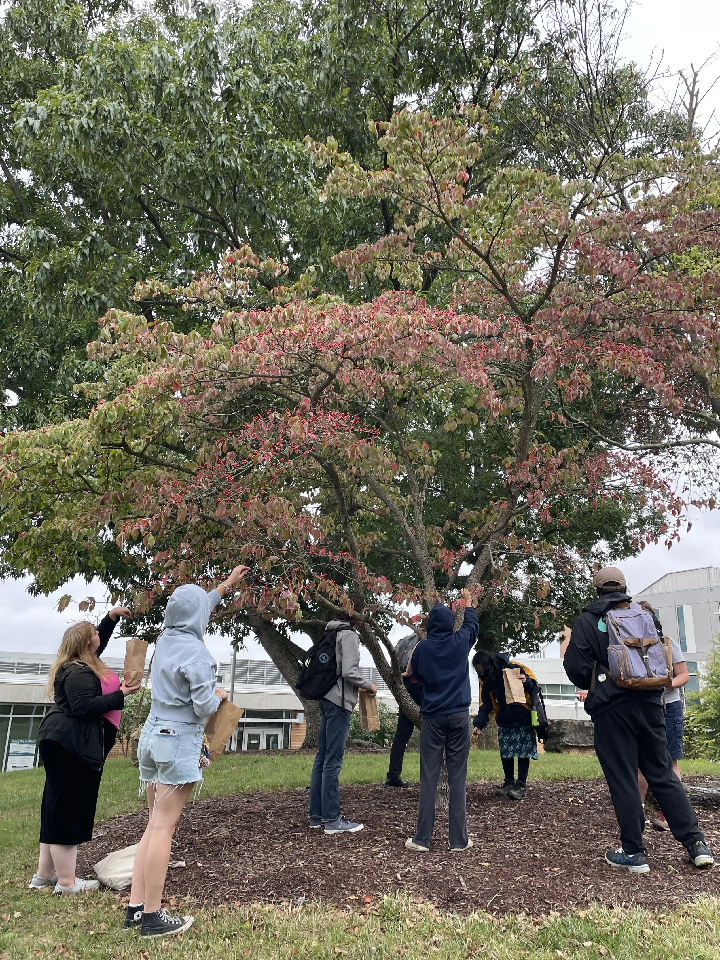 Flowering Dogwood &amp; Spicebush collection event