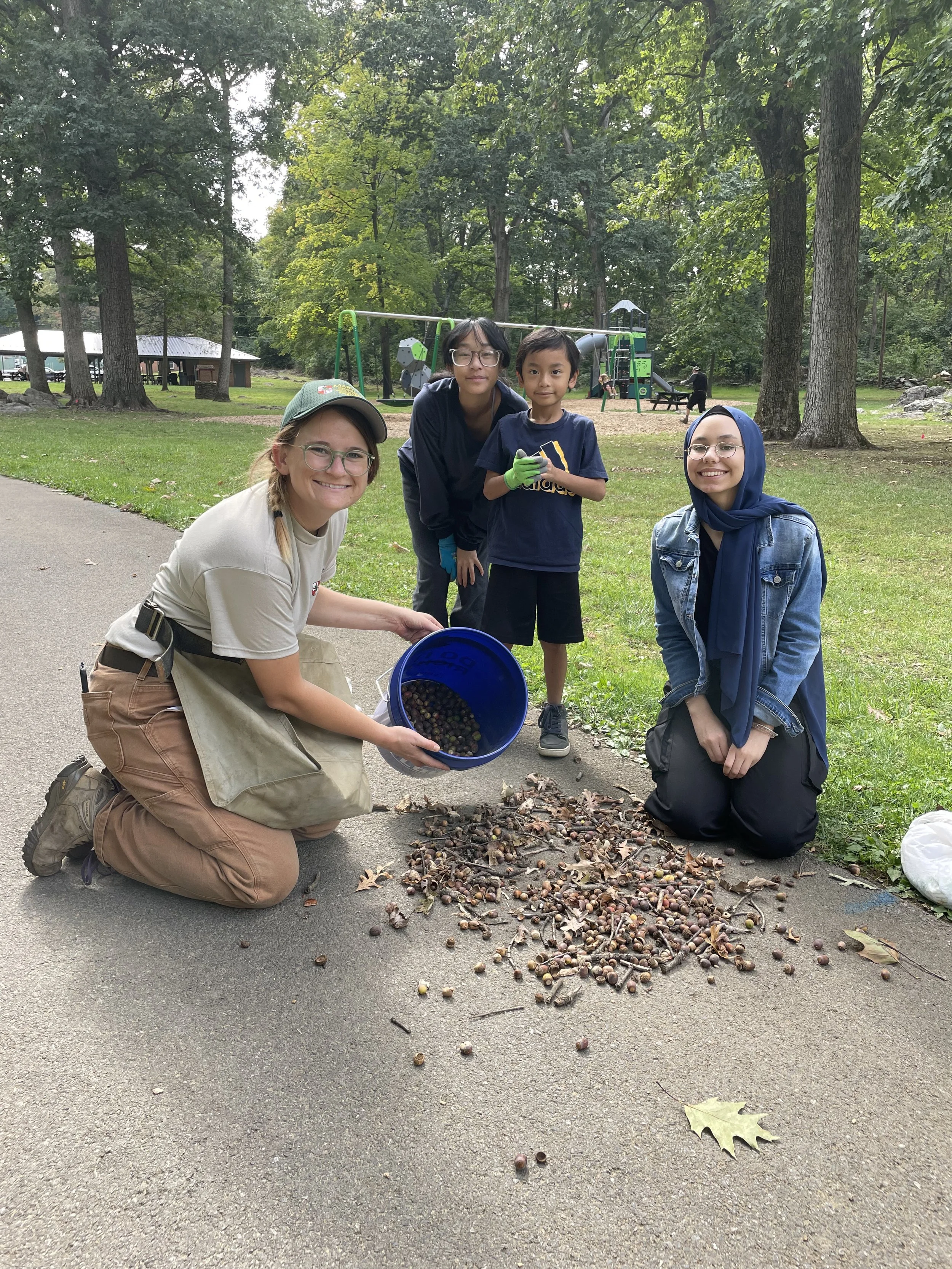 White Oak Acorn Collection in Hagerstown