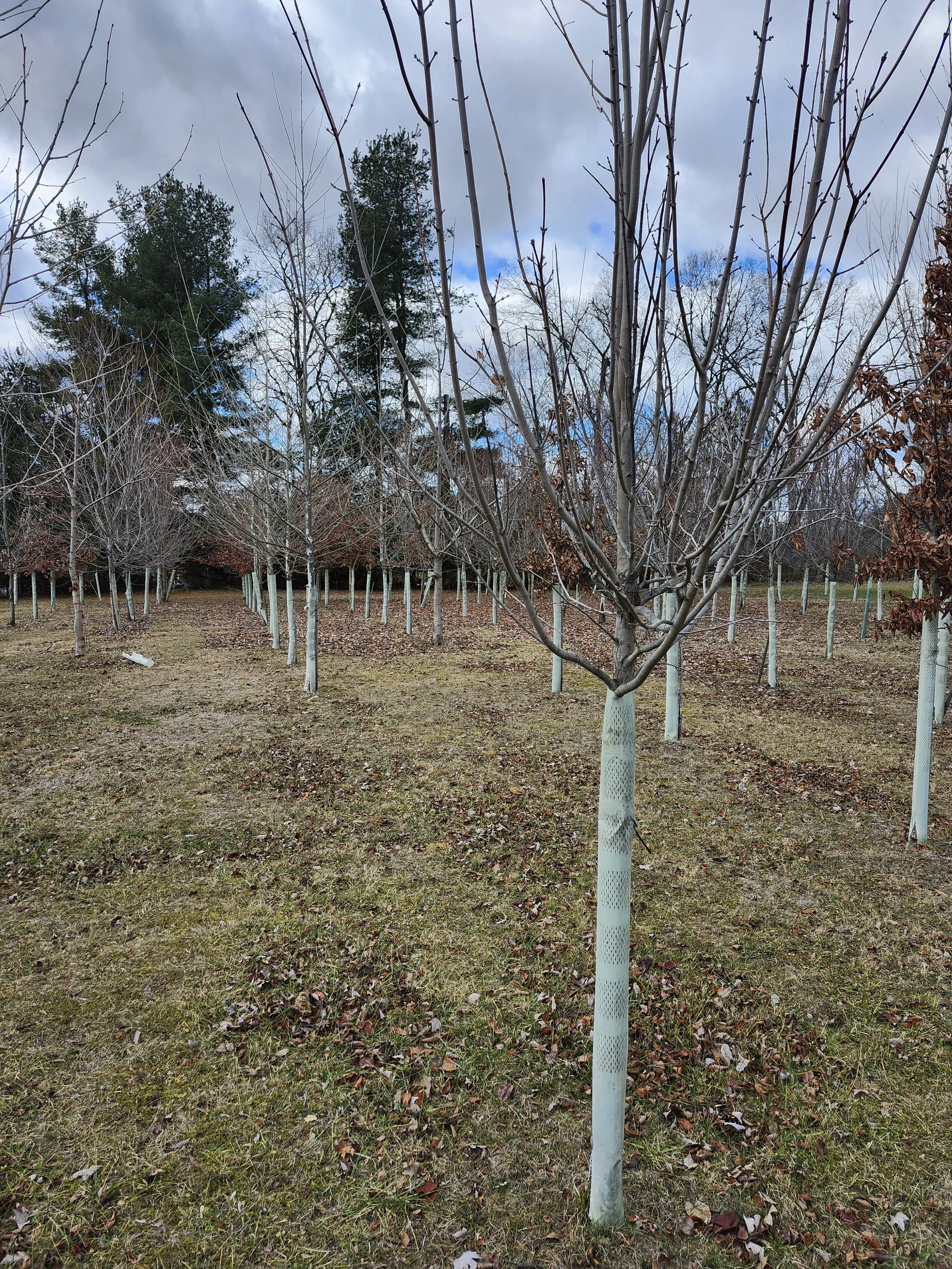 Tree Tube Removal/Maintenance Work Day 