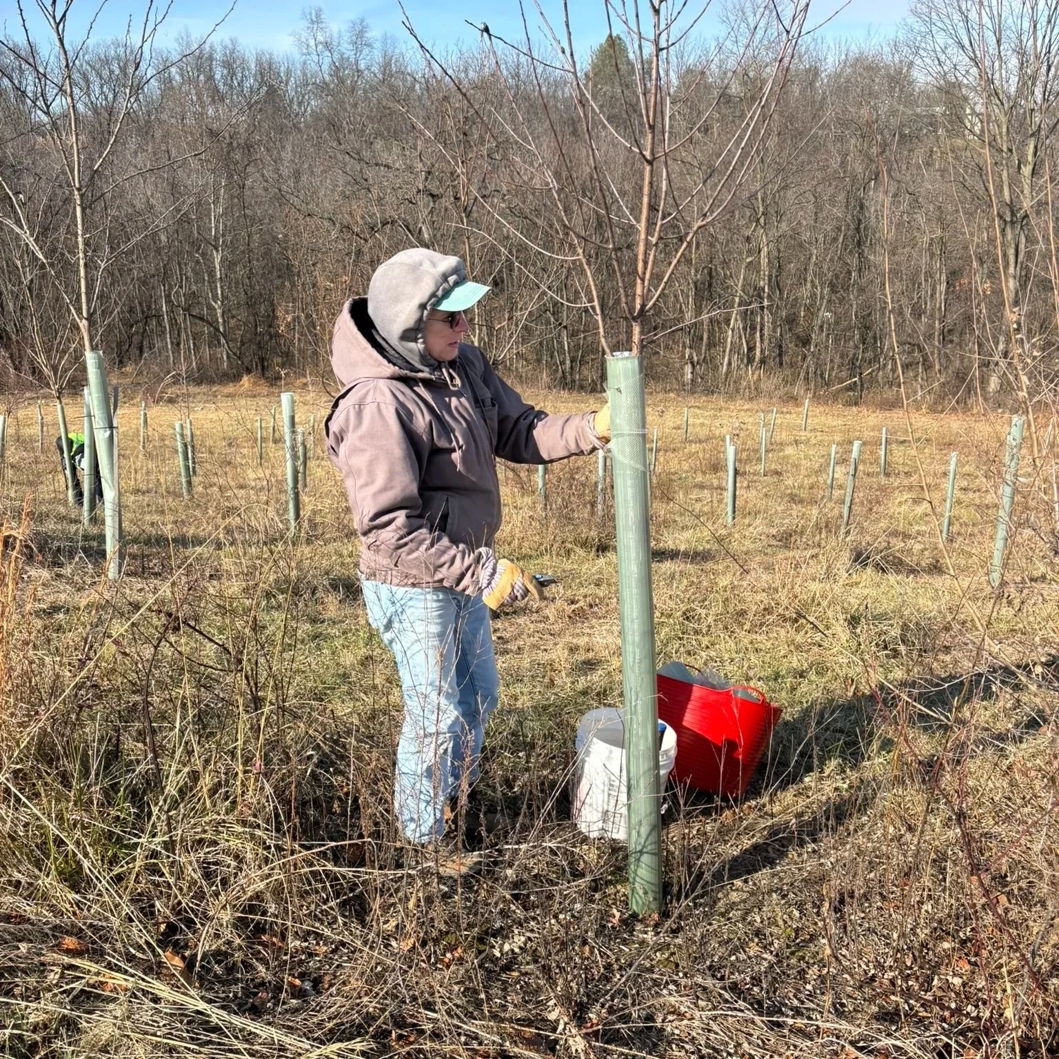 Tree Tube Maintenance in Smithsburg