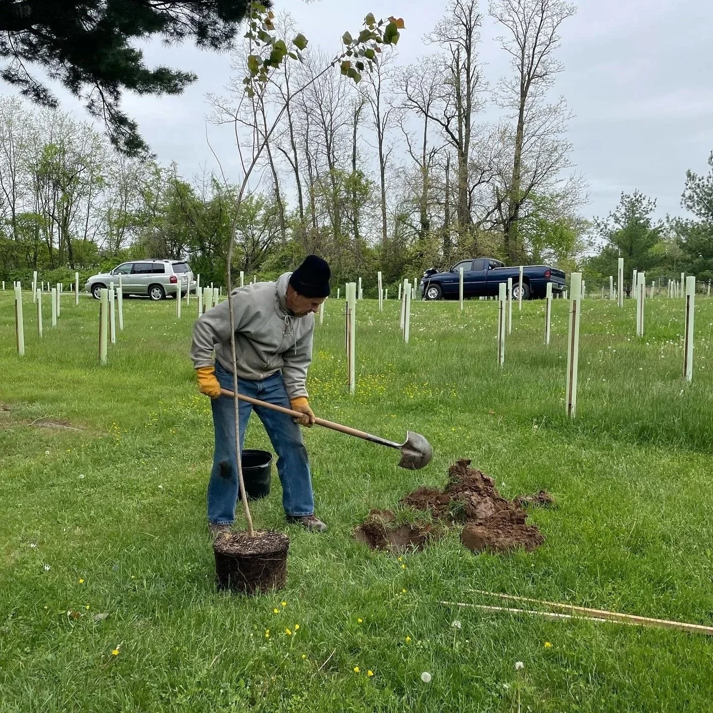 Tree Planting West of Hancock, MD