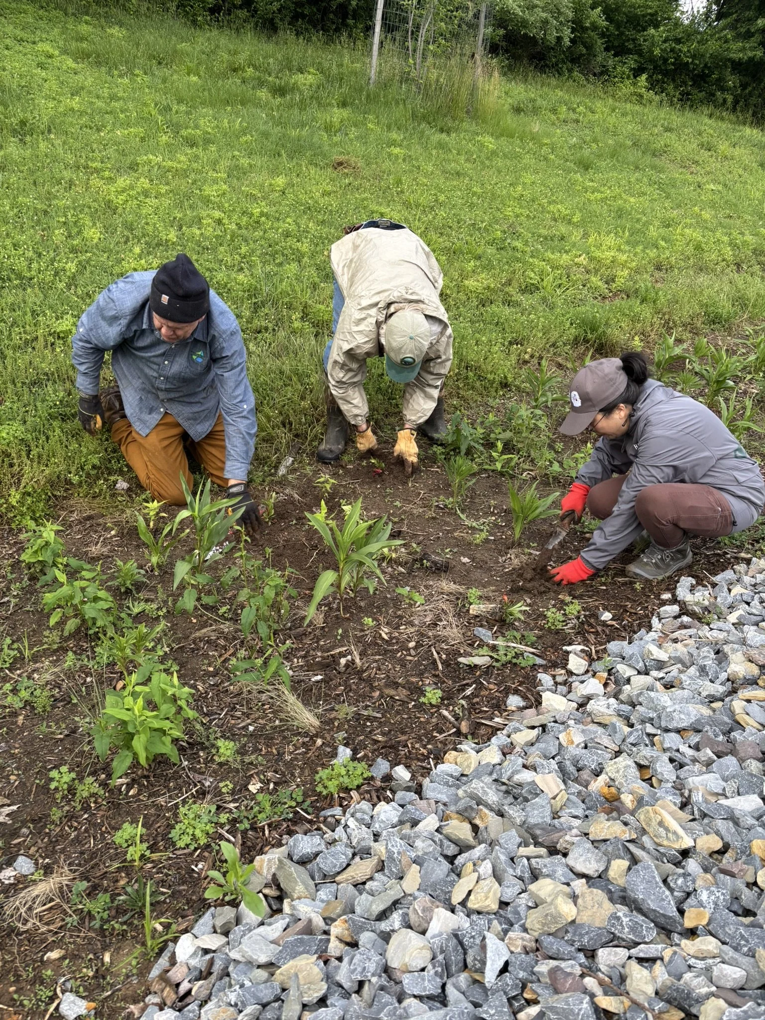 Weeding Work Day