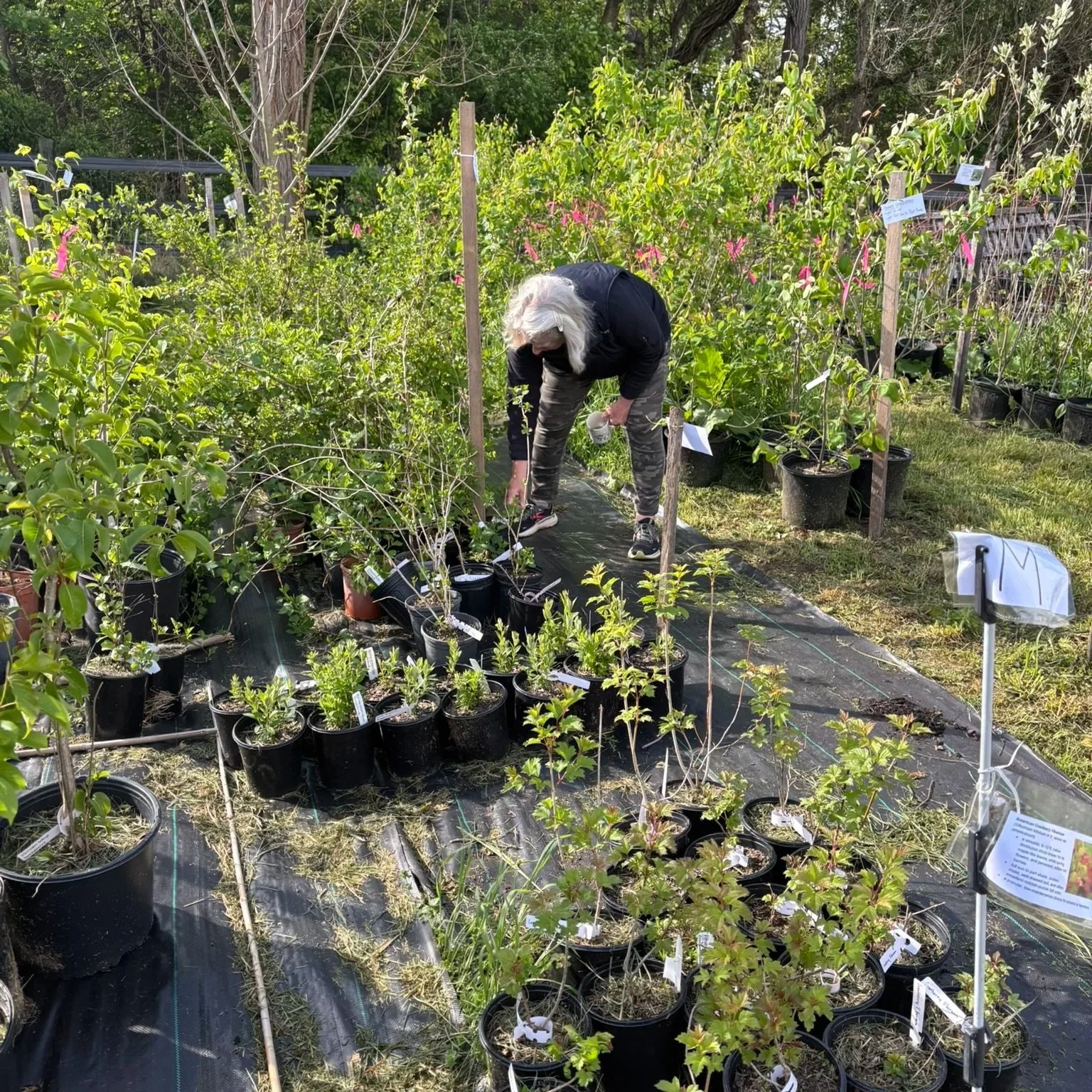 ACWA Nursery Workday