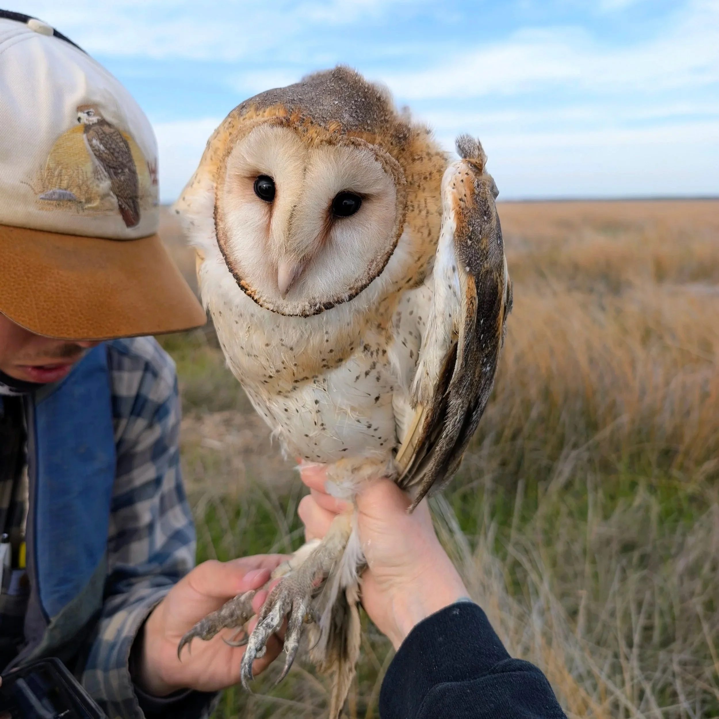Helping Local Raptors: The MD Farmland Raptor Program in Washington County