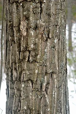  SOURCE: Virginia Tech Dendrology Lab 