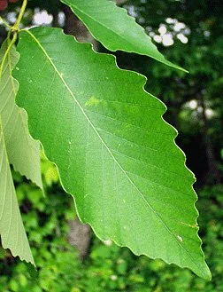  SOURCE: Virginia Tech Dendrology Lab 