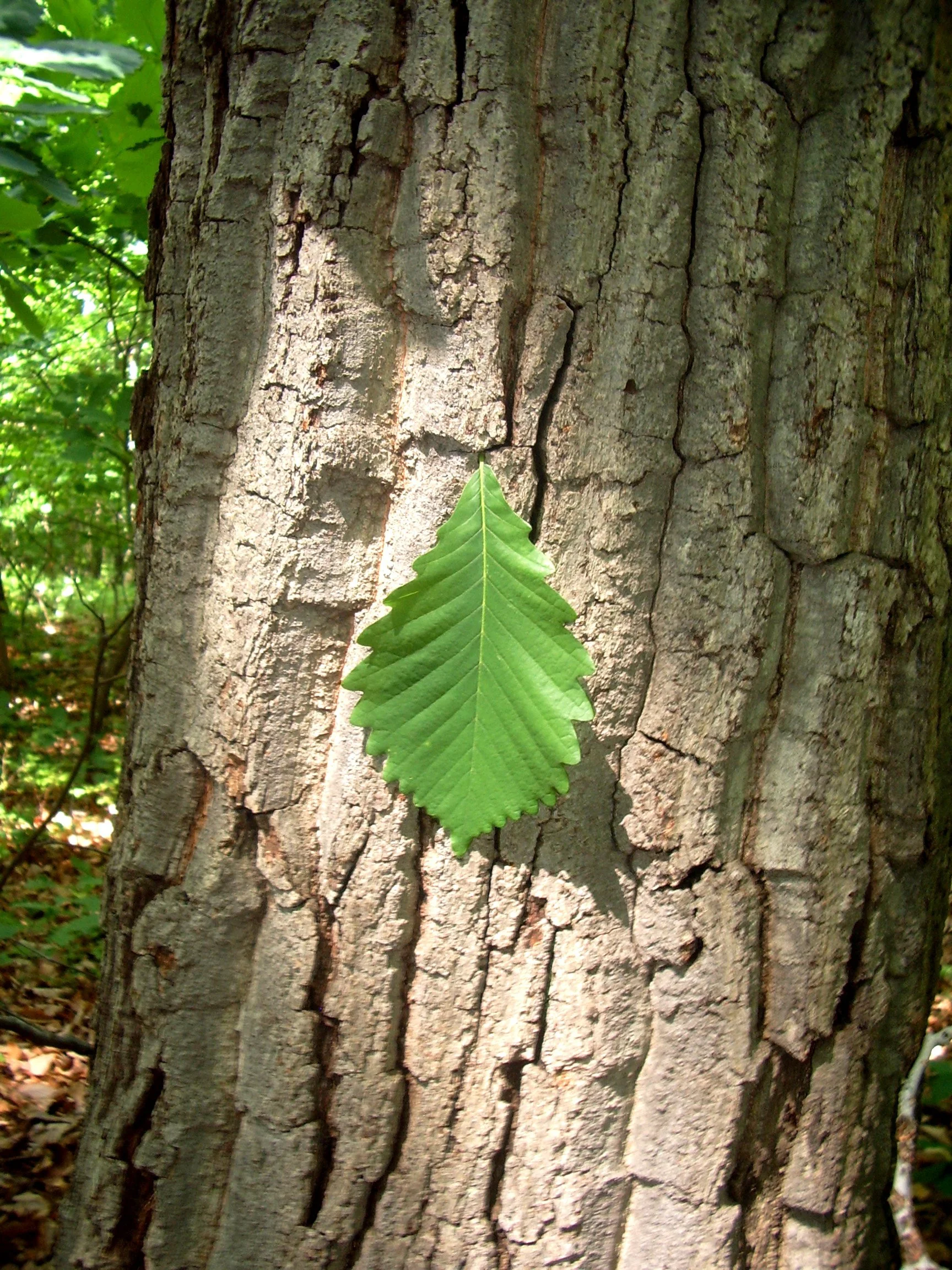 Seed Spotlight: Chestnut Oak Acorns are Dropping NOW!