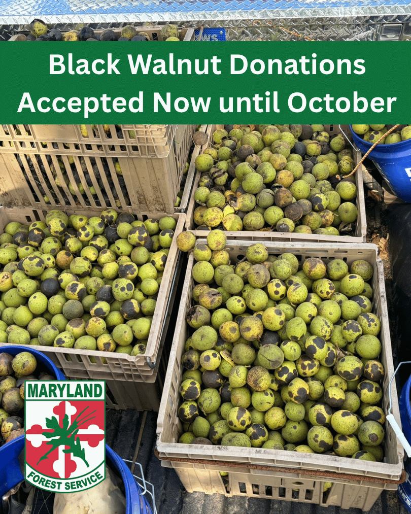 Black Walnut Collection Info for 2026
