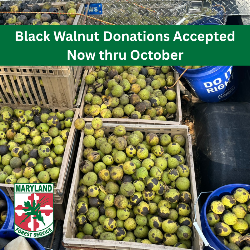 Black Walnut Collection Info for 2026