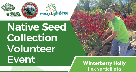 Winterberry Holly Seed Collection Event in FredCo