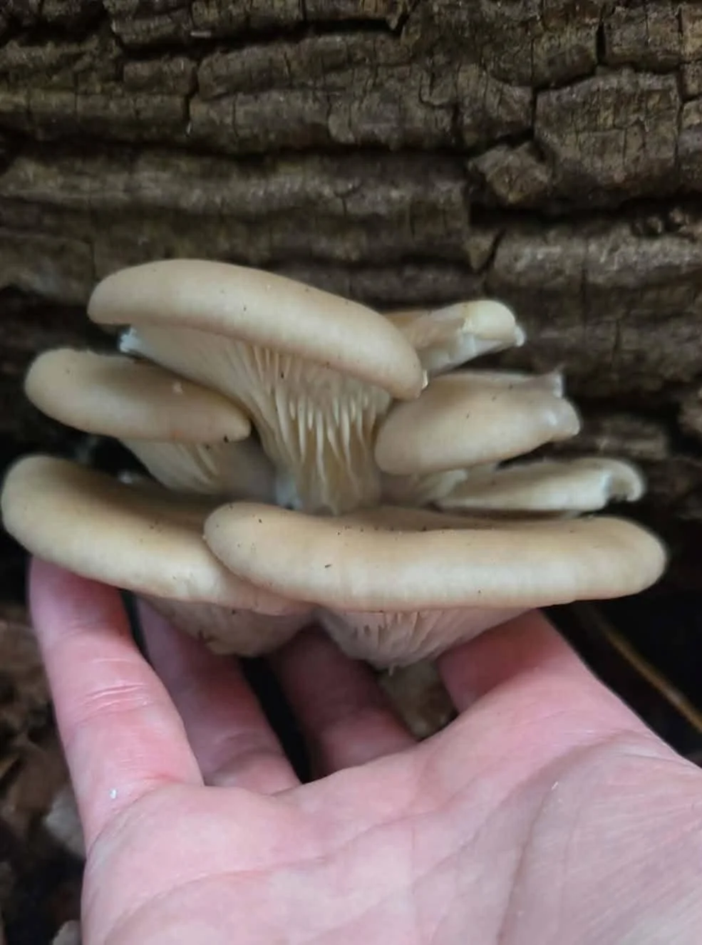 oyster.jpg
