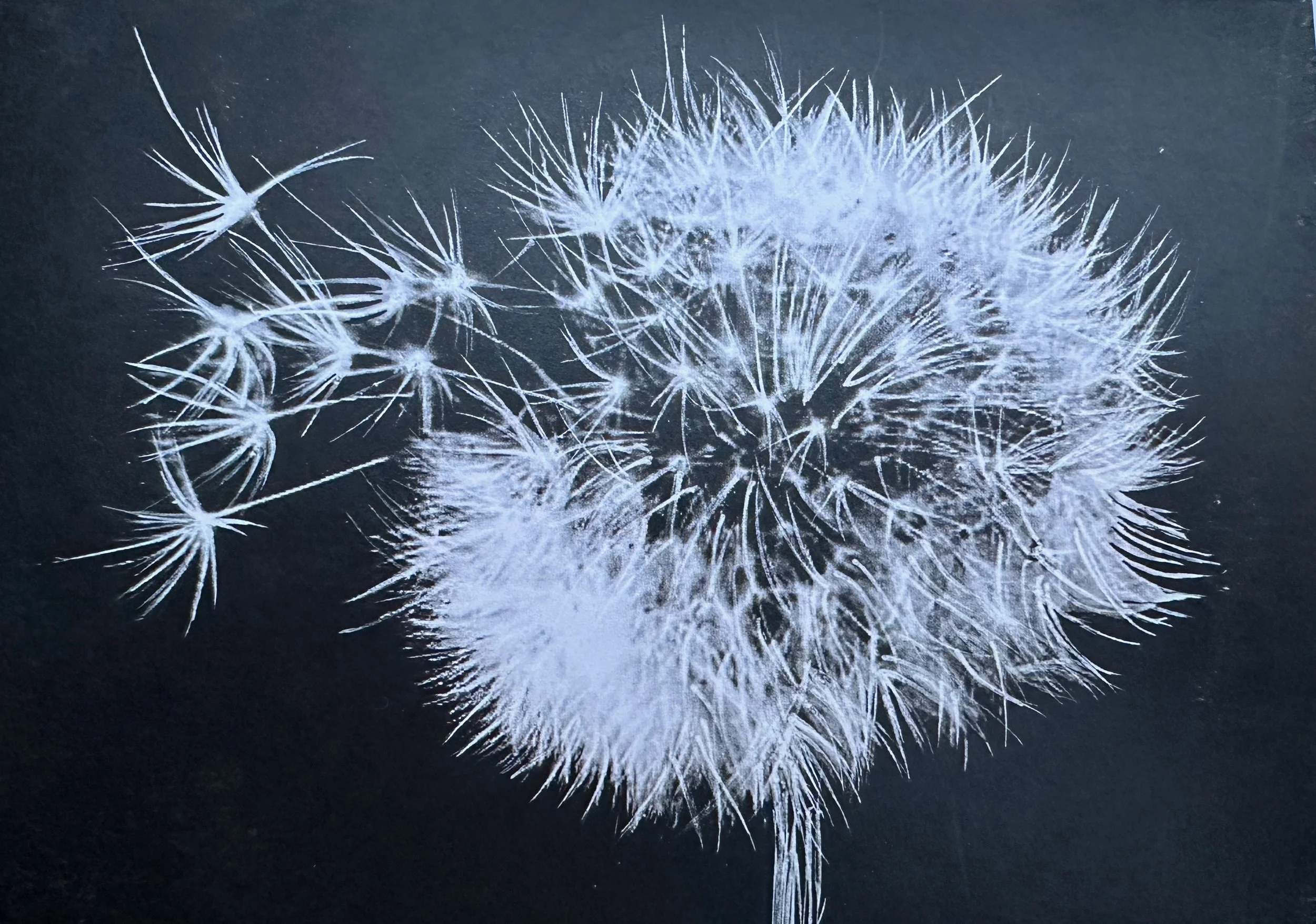 Dandelion Clock
