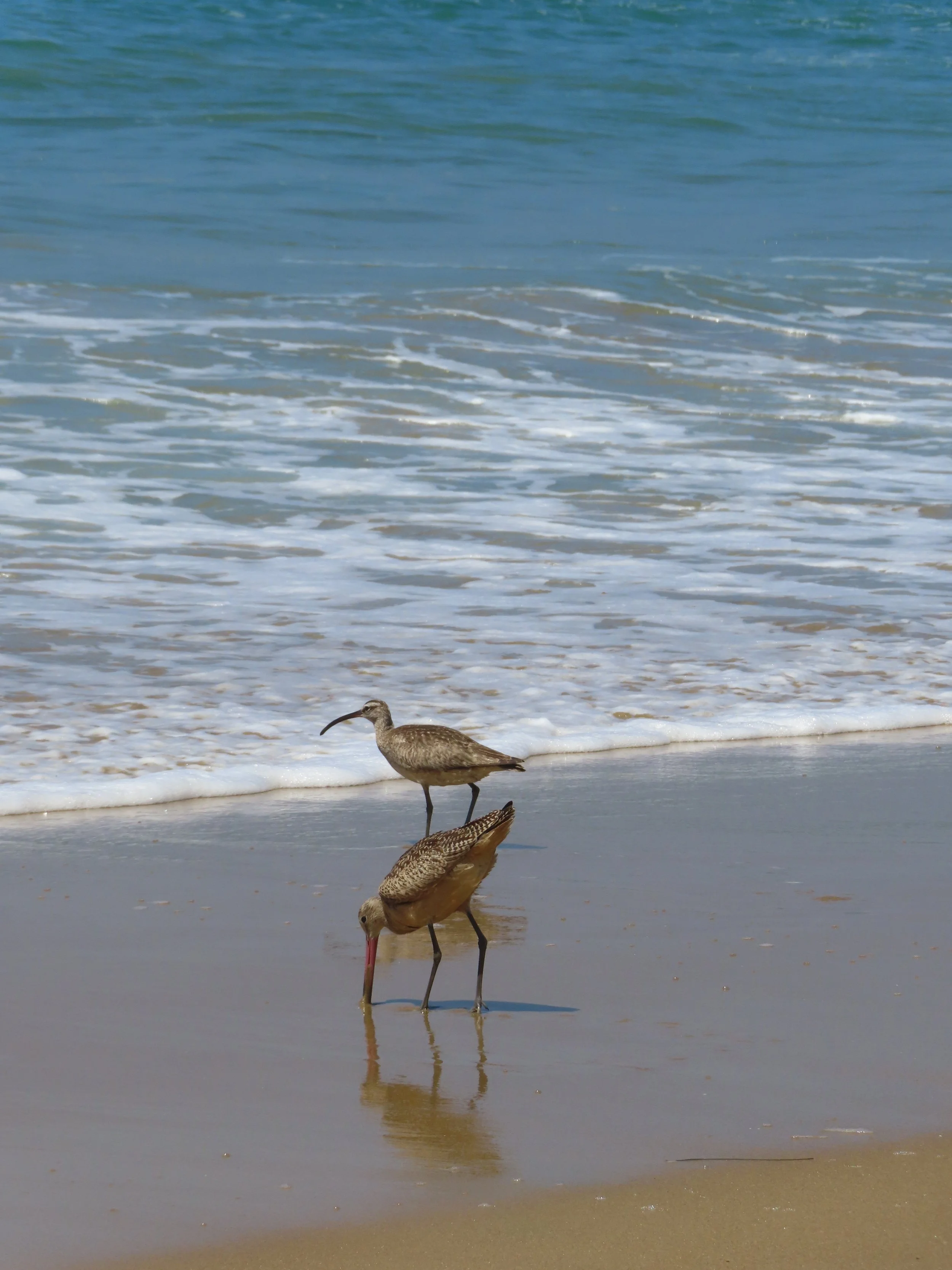 Hobbies, birding (Emerald Bay, CA)