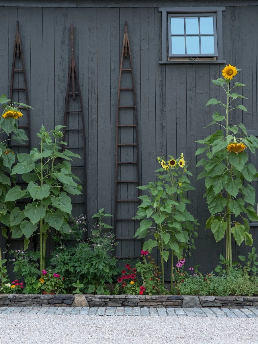 barn and plantings vignette9946.jpg