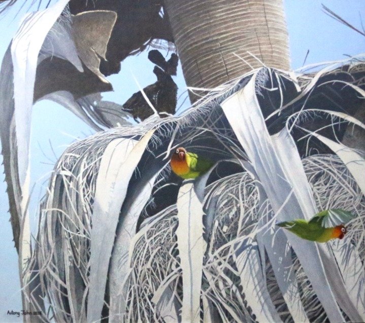 Fischer's Lovebirds, Portugal