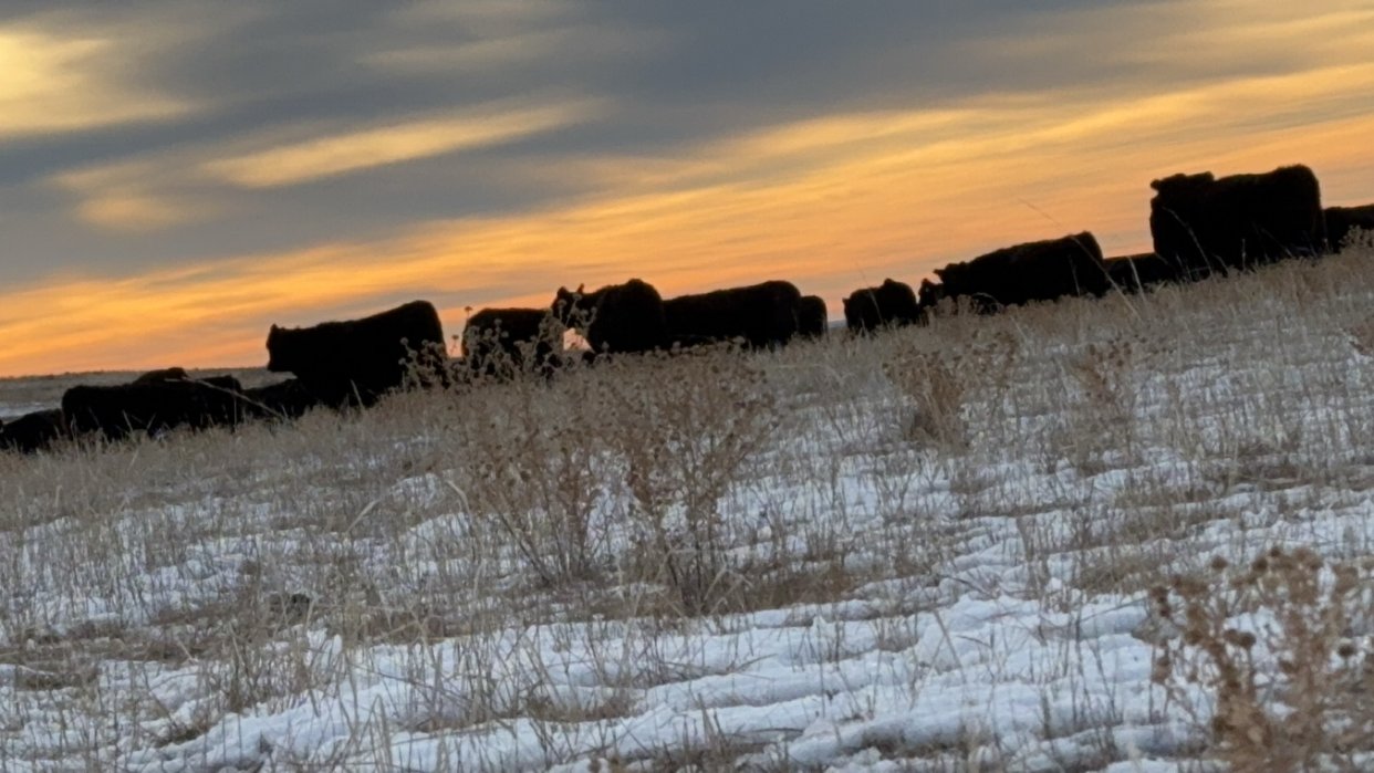 cows snow sunset.JPG
