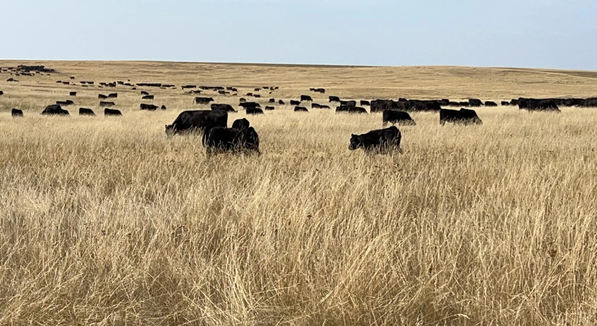grazing dry grass.jpg