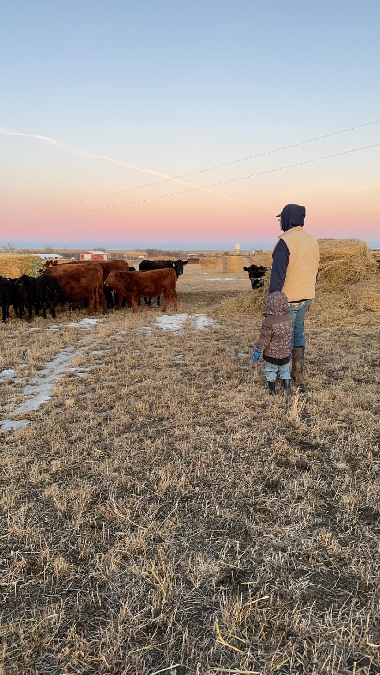 bart paxton cows bales.JPG