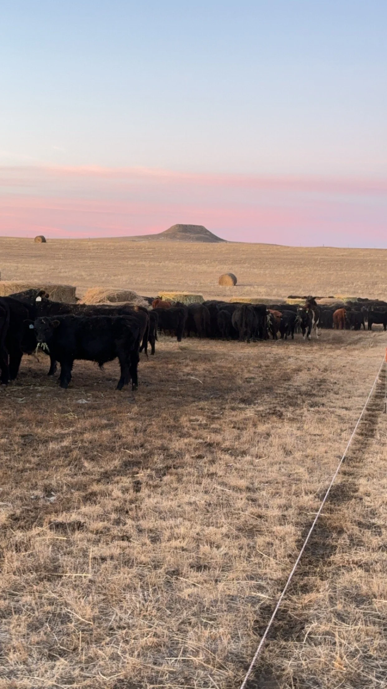 bales cows buttte.JPG