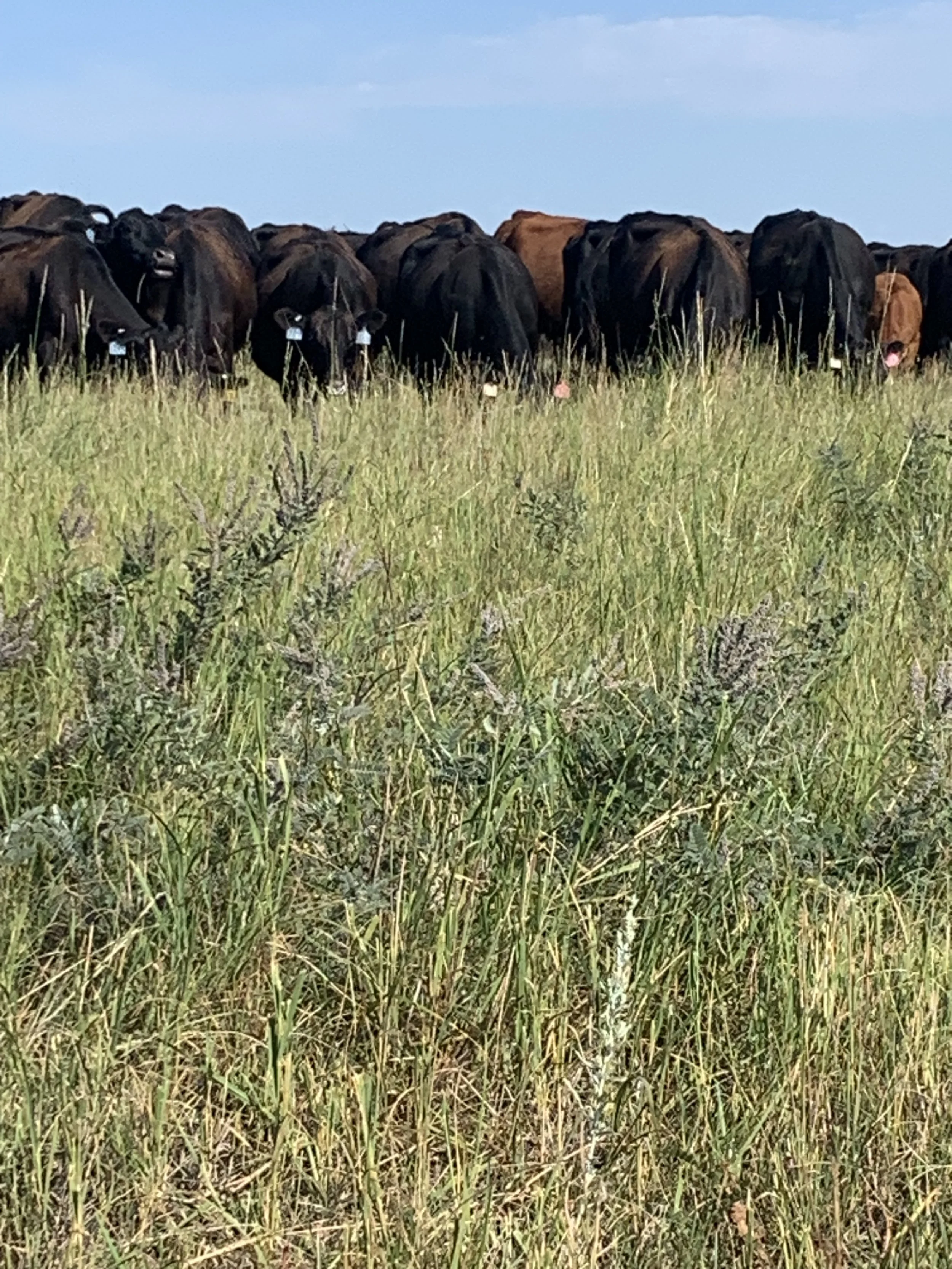Healthy ground cows1.jpg