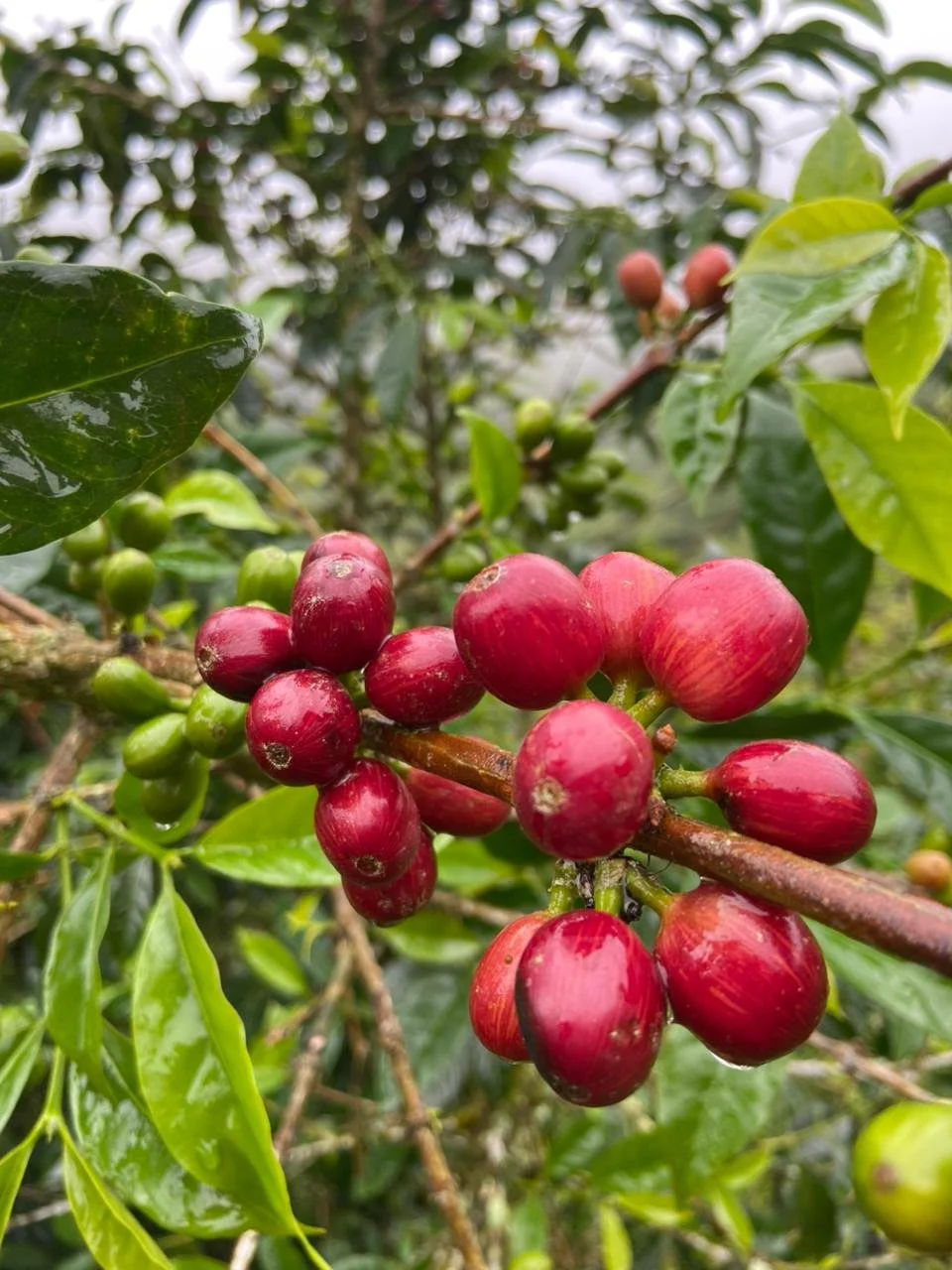 WhatsApp Image 2026-01-10 at 18.07.50 (1).jpeg