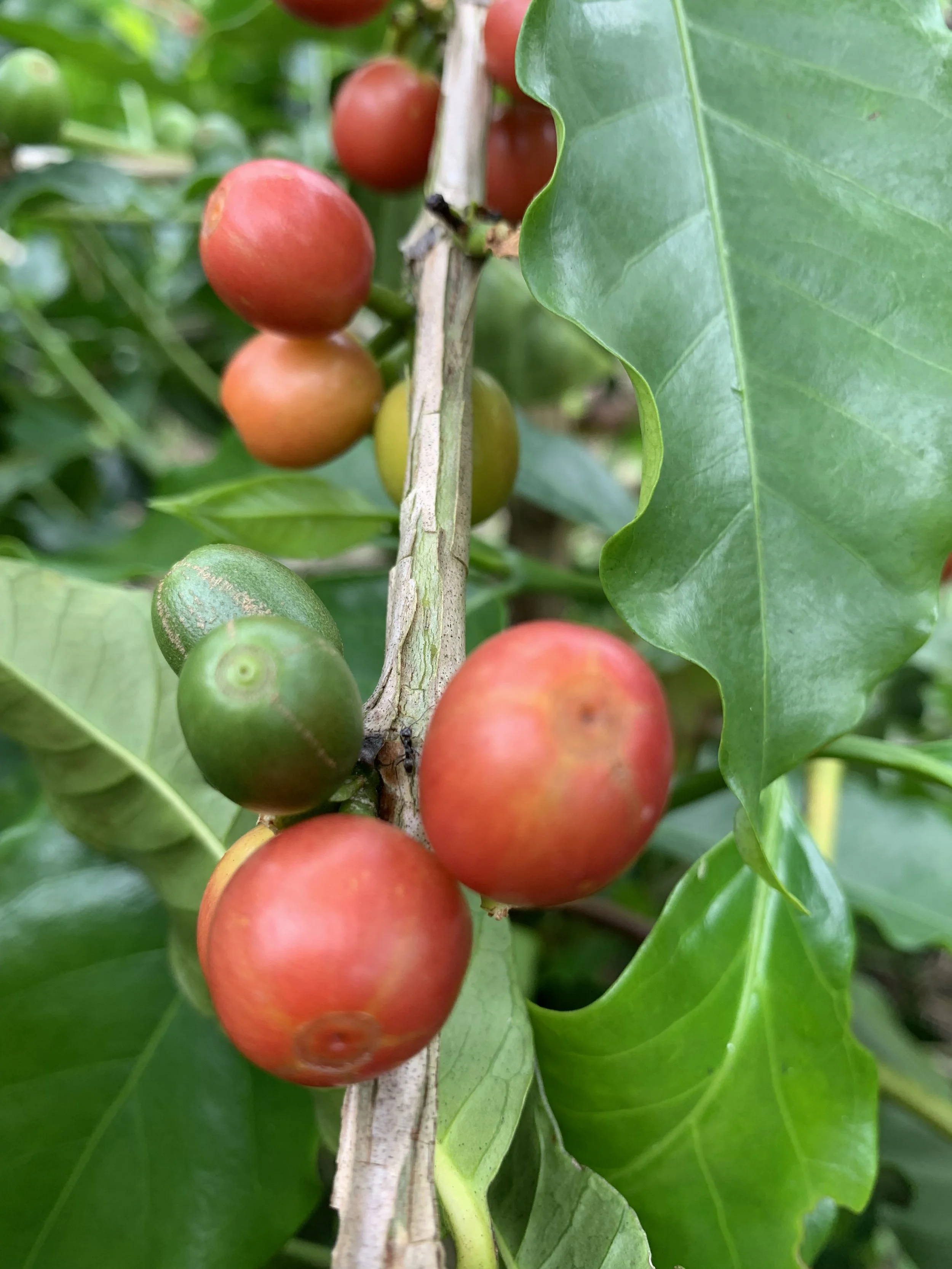 jairo arcila coffee cherries.jpg