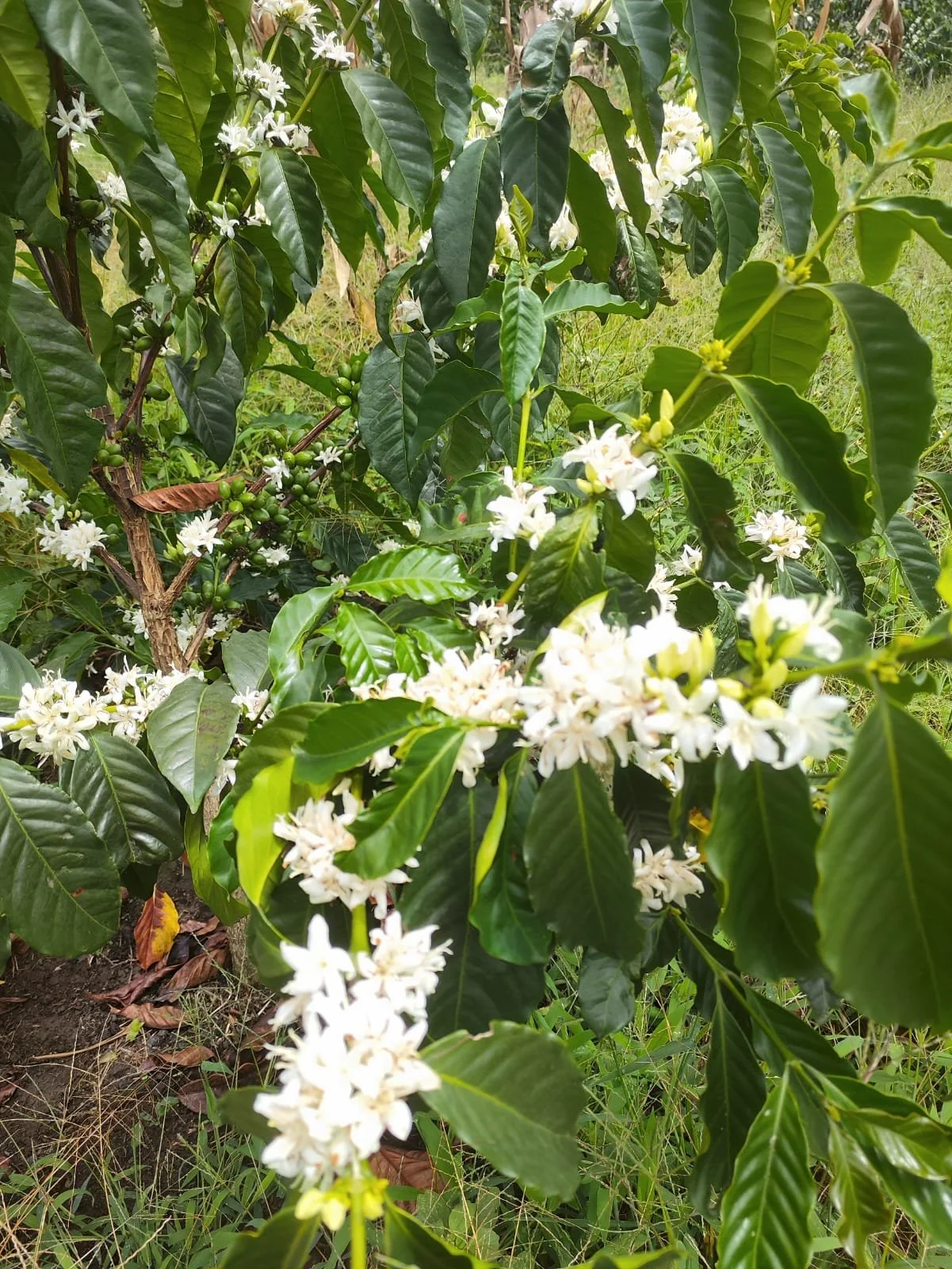 PHOTO-2024-02-13-14-35-46 2.jpeg