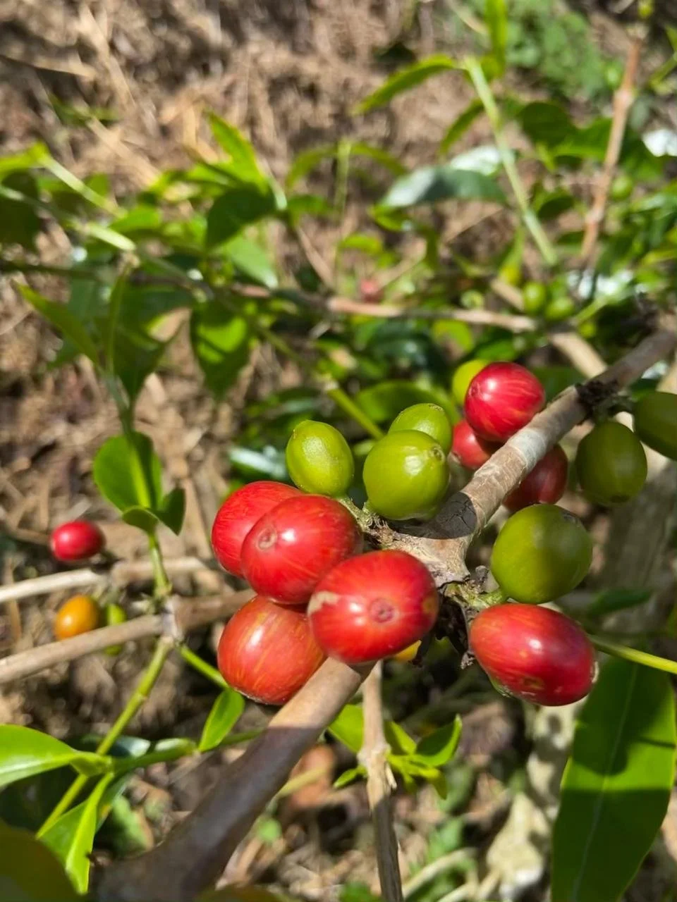 WhatsApp Image 2026-01-10 at 18.07.50.jpeg