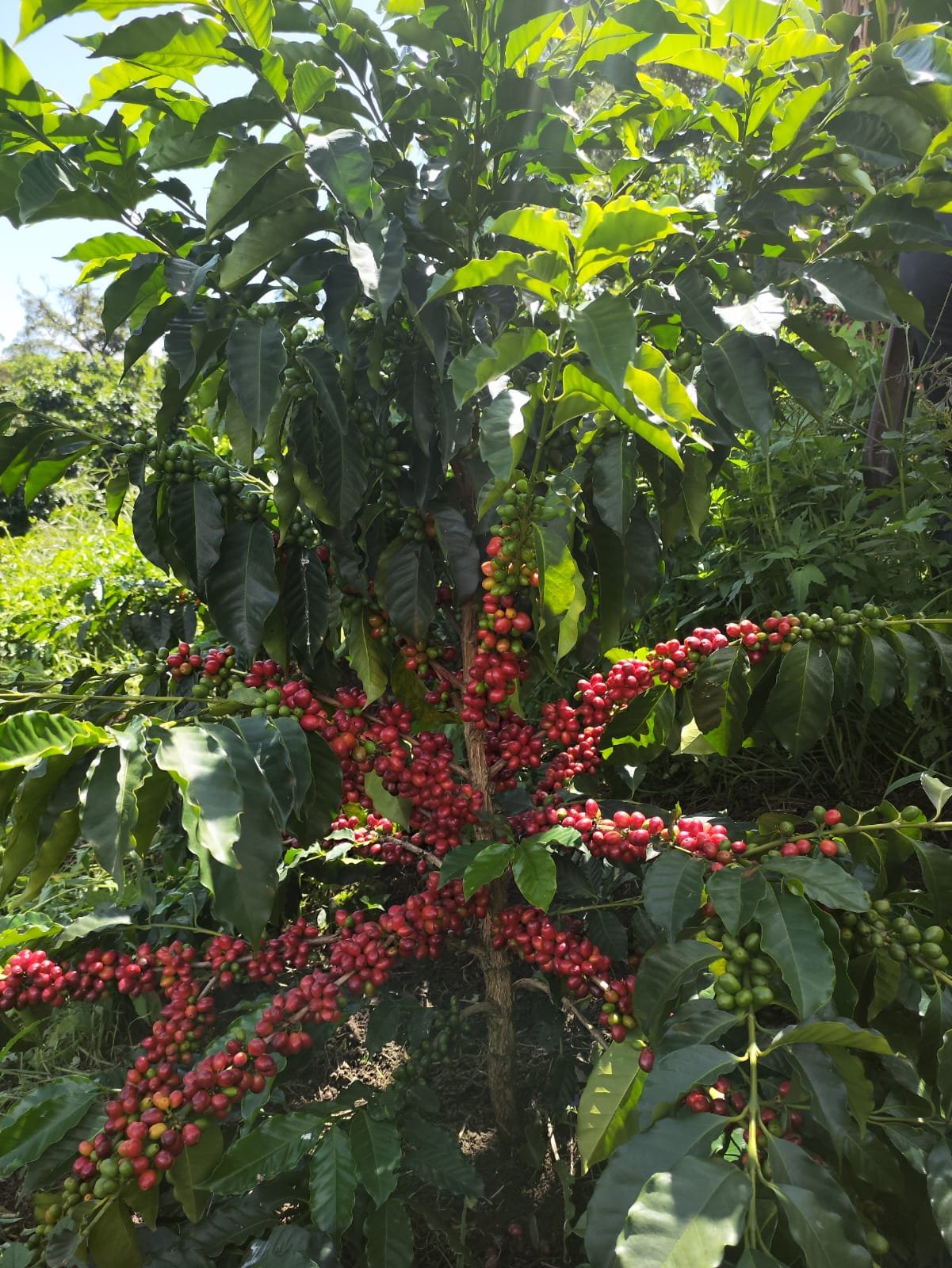 PHOTO-2024-05-13-21-14-17 2.jpeg