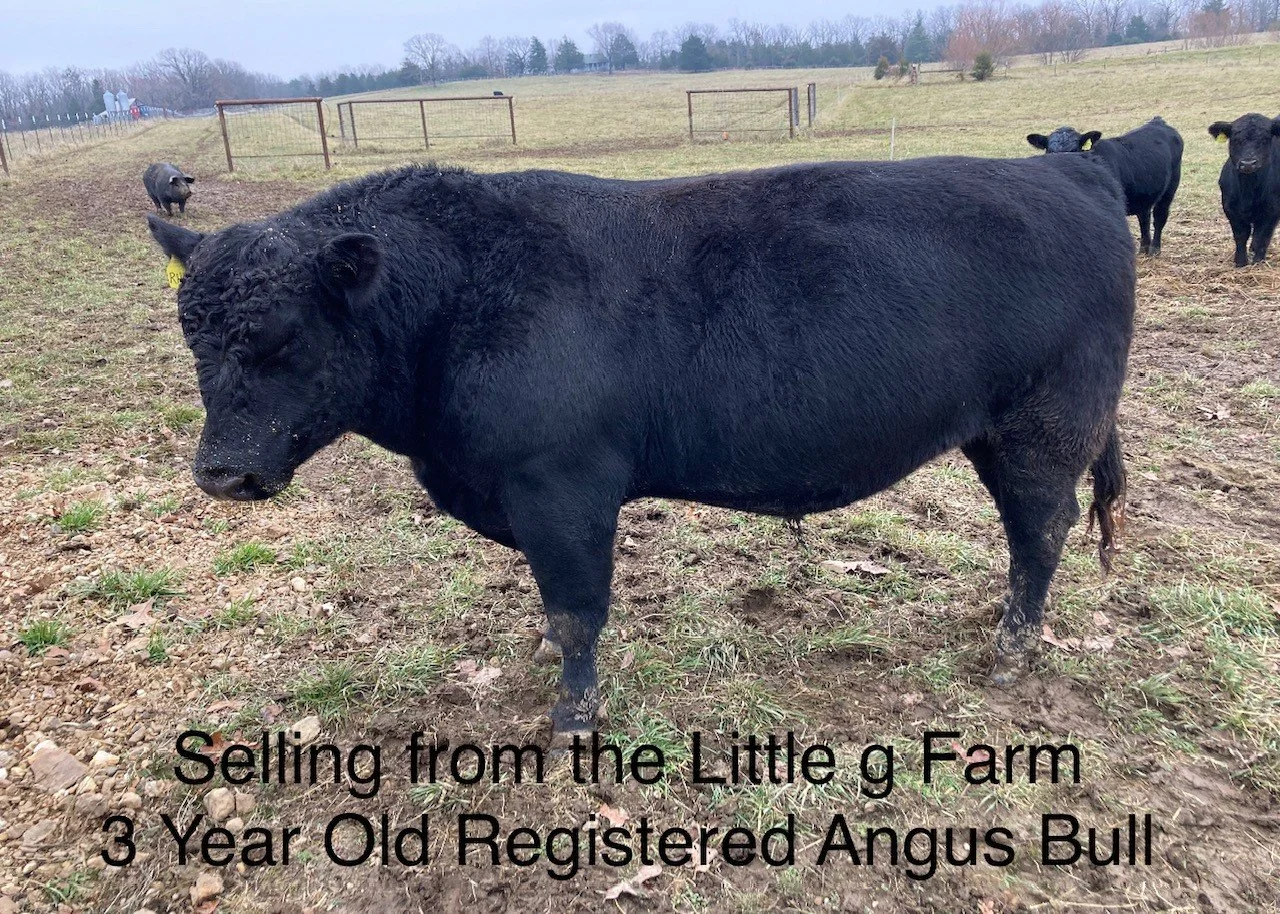 Bull 2.jpg