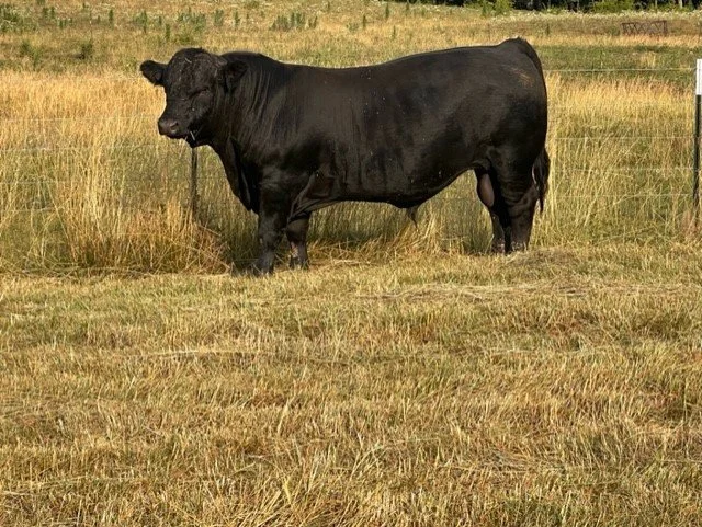 Cook Bull.jpg