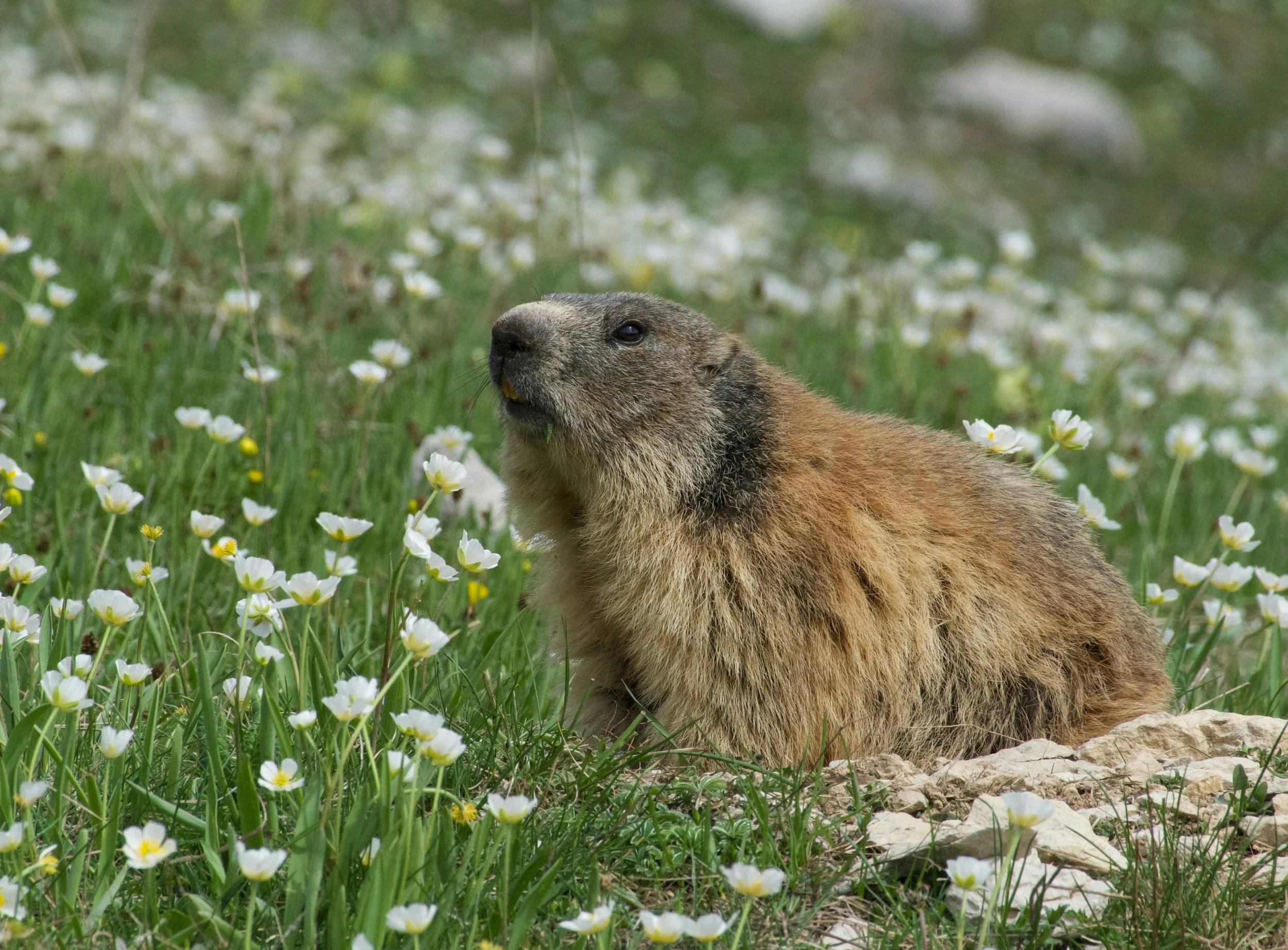 Penser « Le Jour de la marmotte » : pourquoi le leadership en sécurité ne peut pas supposer que demain ressemblera à aujourd’hui