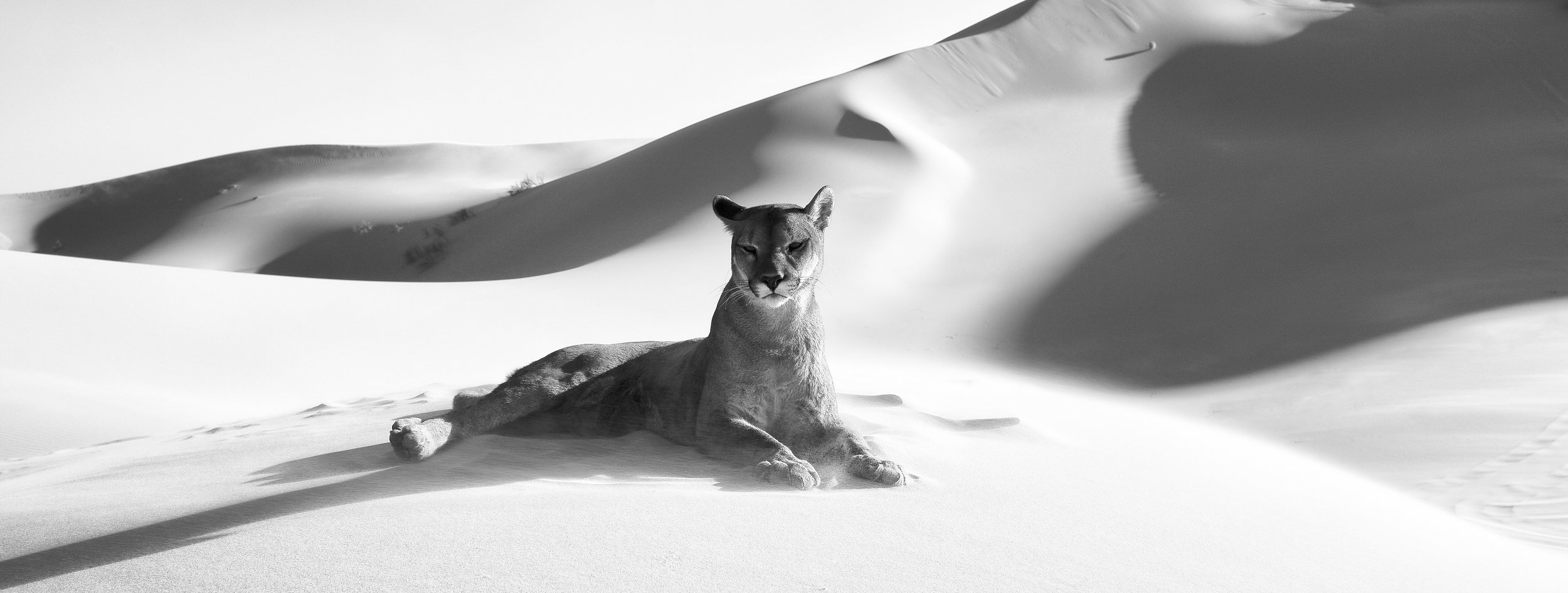 Desierto
