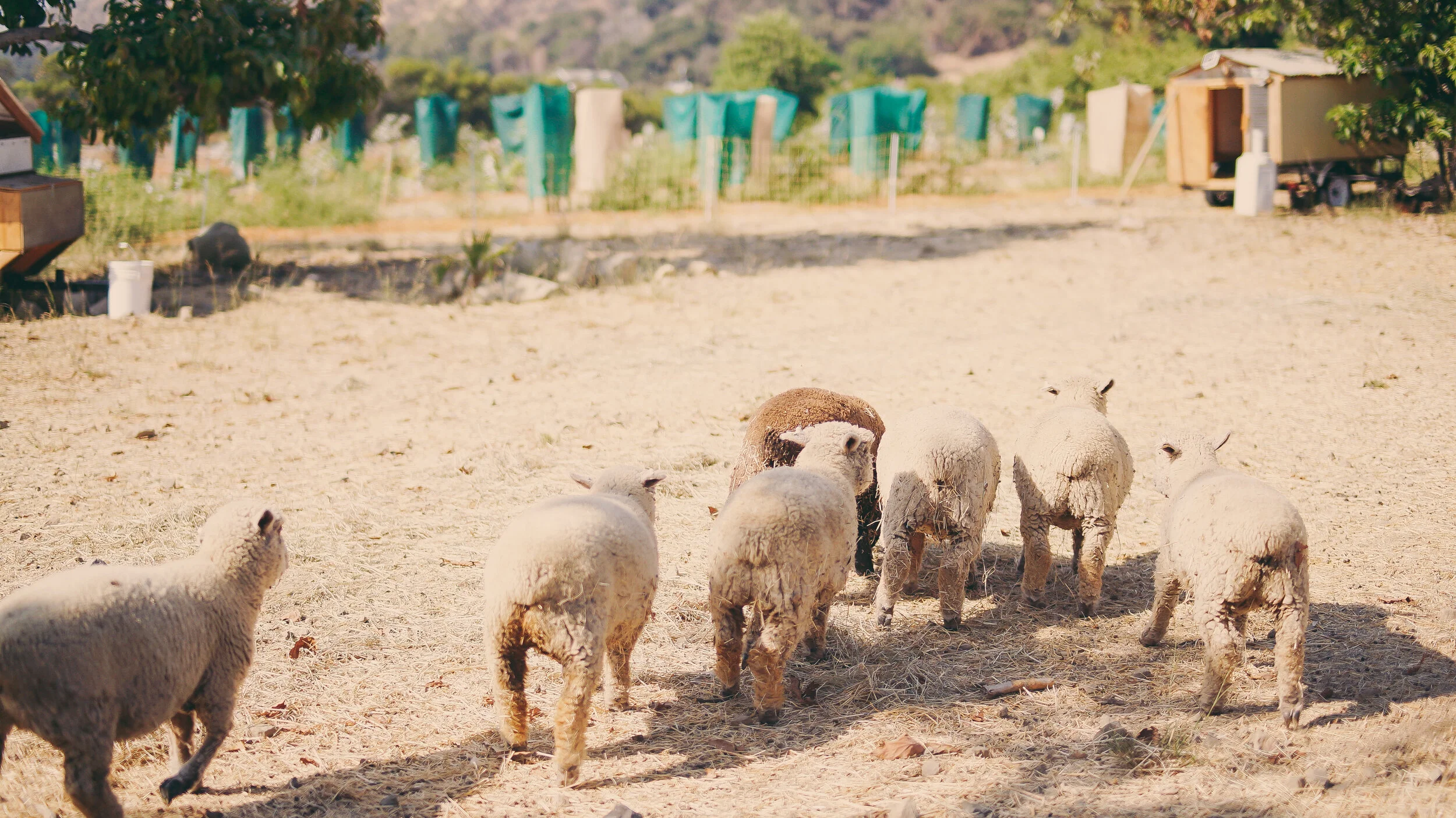 Sow a Heart California - SOWAHEART_PHOTOSBYHOPELEIGH-05844.jpg