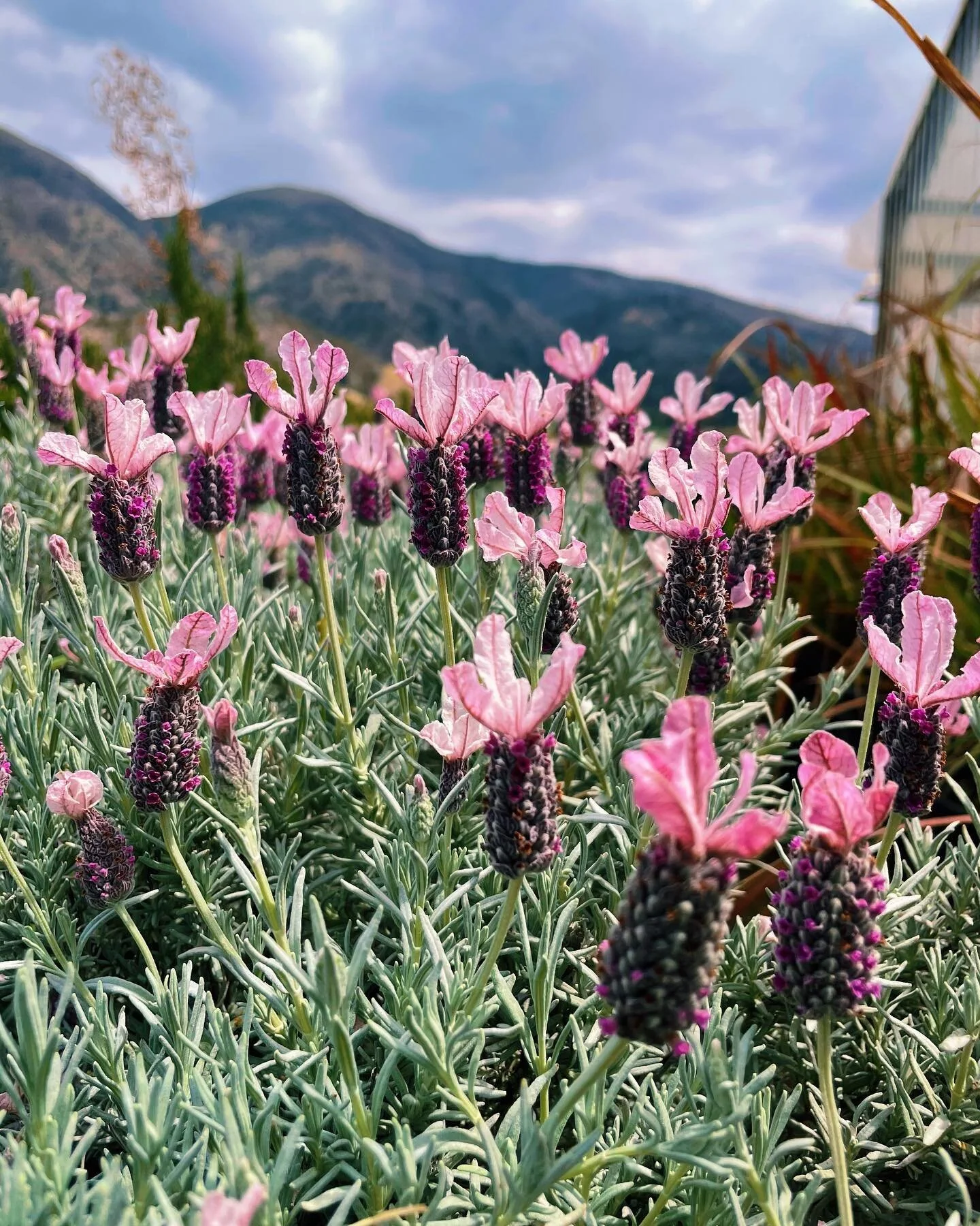 What lavender dreams are made of.

________________________________________________________________

#lavender #fullbloom #spring #regenerativeagriculture #regenerativefarming