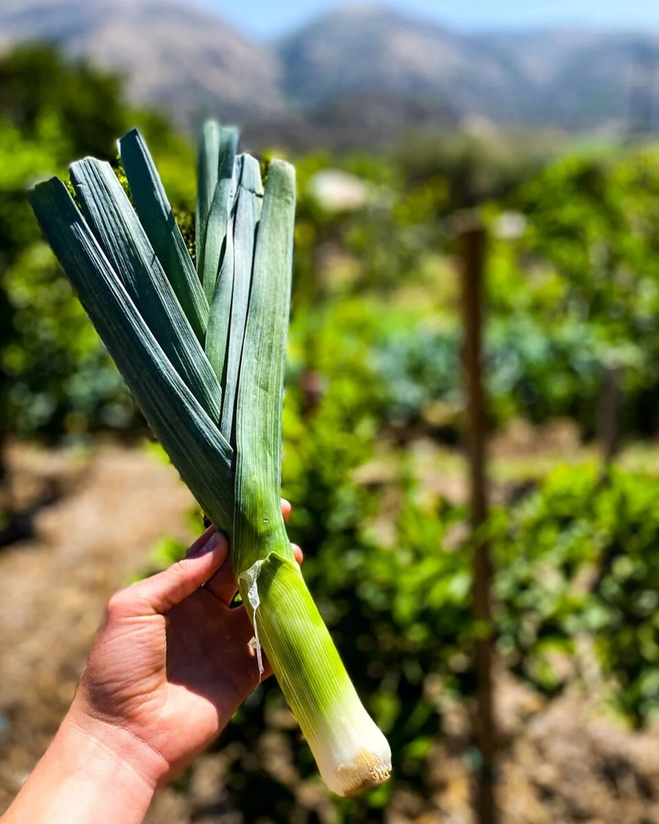 Let&rsquo;s talk leeks!

You may have heard of potato leek soup, but do you know any other uses? Leeks are a member of the onion family and can be used in any way you would use an onion! Find them in your CSA box this week and enjoy them grilled, roa
