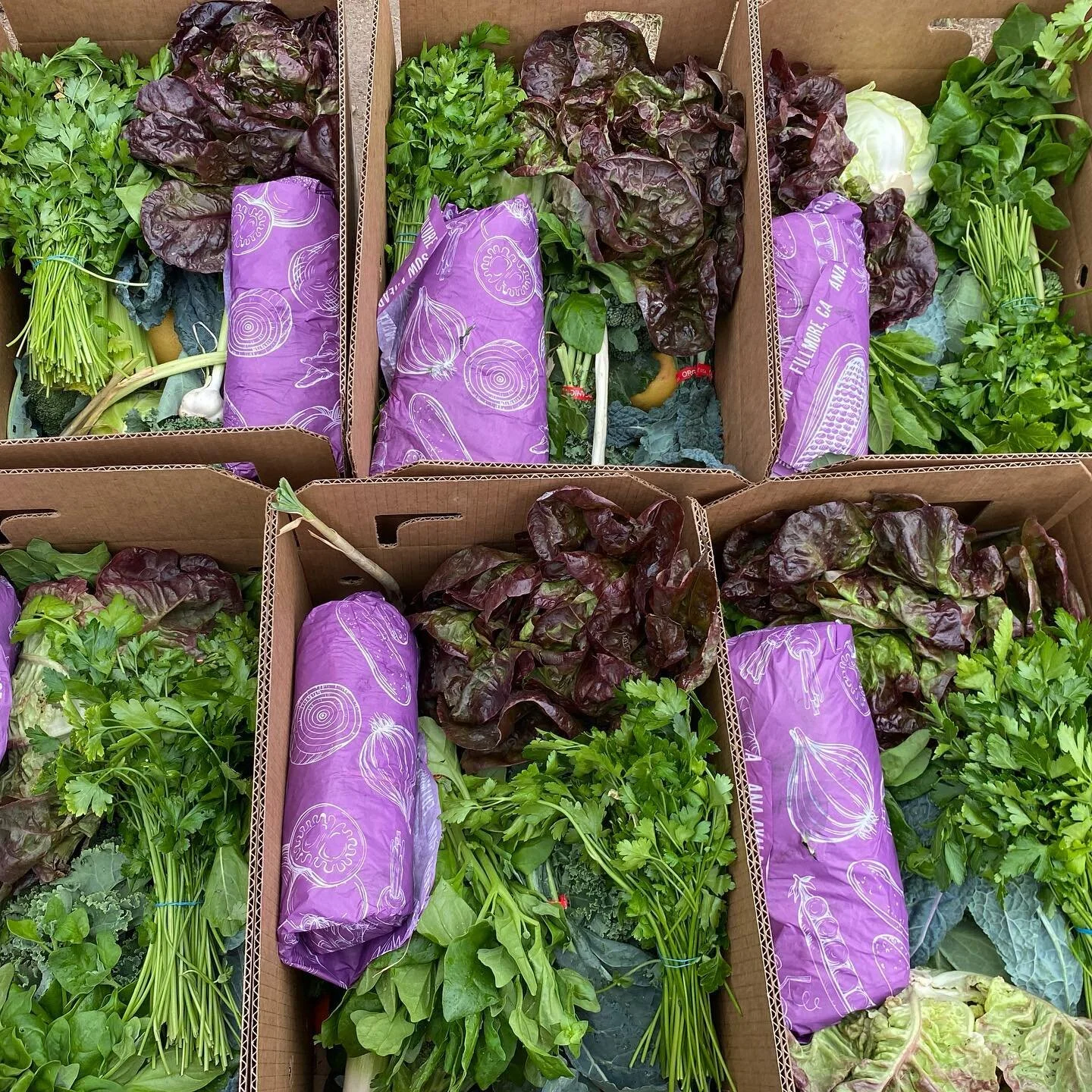 Packed and ready to head to new homes and bellies.

Order your CSA box today. 

________________________________________________________________

#communitysupportedagriculture #regenerativefarming #getyourboxtoday #knowyourfarmer #eatlocal