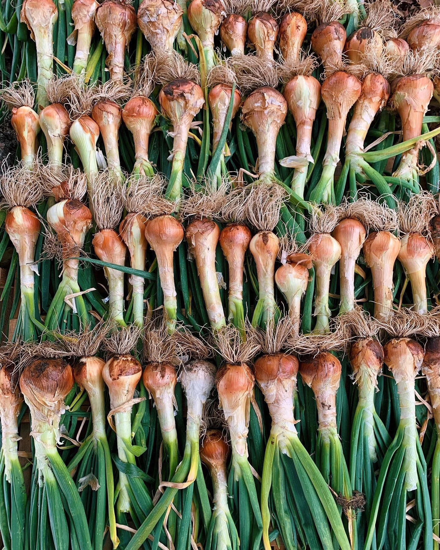 Still need a gift for Mother's Day? 
Why not give her the Mother Nature's best with our CSA box and a bouquet of flowers. It's not too late to nab our Mother's Day special for $75. 

Details in bio.

__________________________________________________