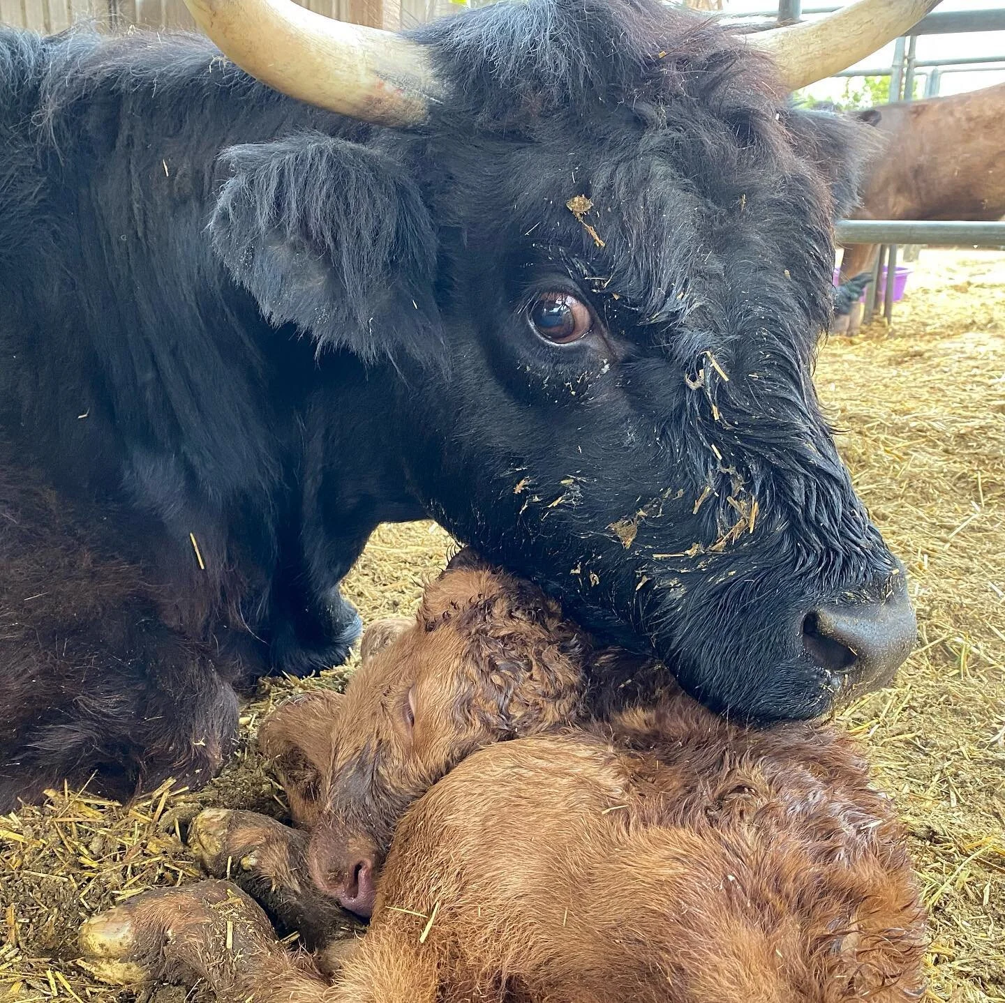 🌟🌟🌟NEW BABY ALERT🌟🌟🌟🌟
Kamila the cow had her baby this morning around 6am. After checking all through the night, @chefmollie discovered a brand new wet baby girl early this morning. 

Everyone just assumed she was a boy. But little did they kn
