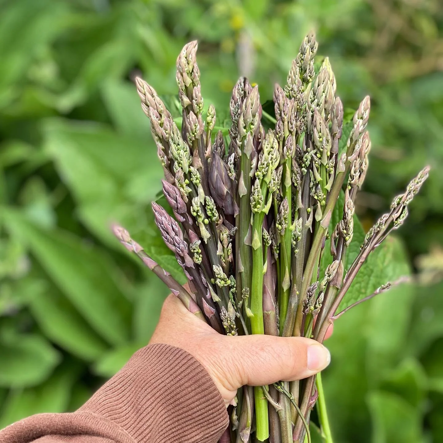 Did you know Asparagus doesn't harvest the first two years? 

It takes close to 3 years from seed to harvest. 

________________________________________________________________

#asparagus #seedtoharvest #communitysupportedagriculture #regenerativefa