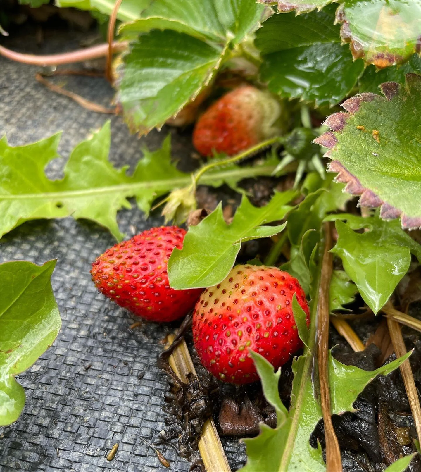 Did you know that strawberries are grown in every U.S. state and every Canadian province? 

75% of all strawberries in the U.S. are grown in California. This amounts to approximately 23,000 acres annually! All the more reason to source your strawberr