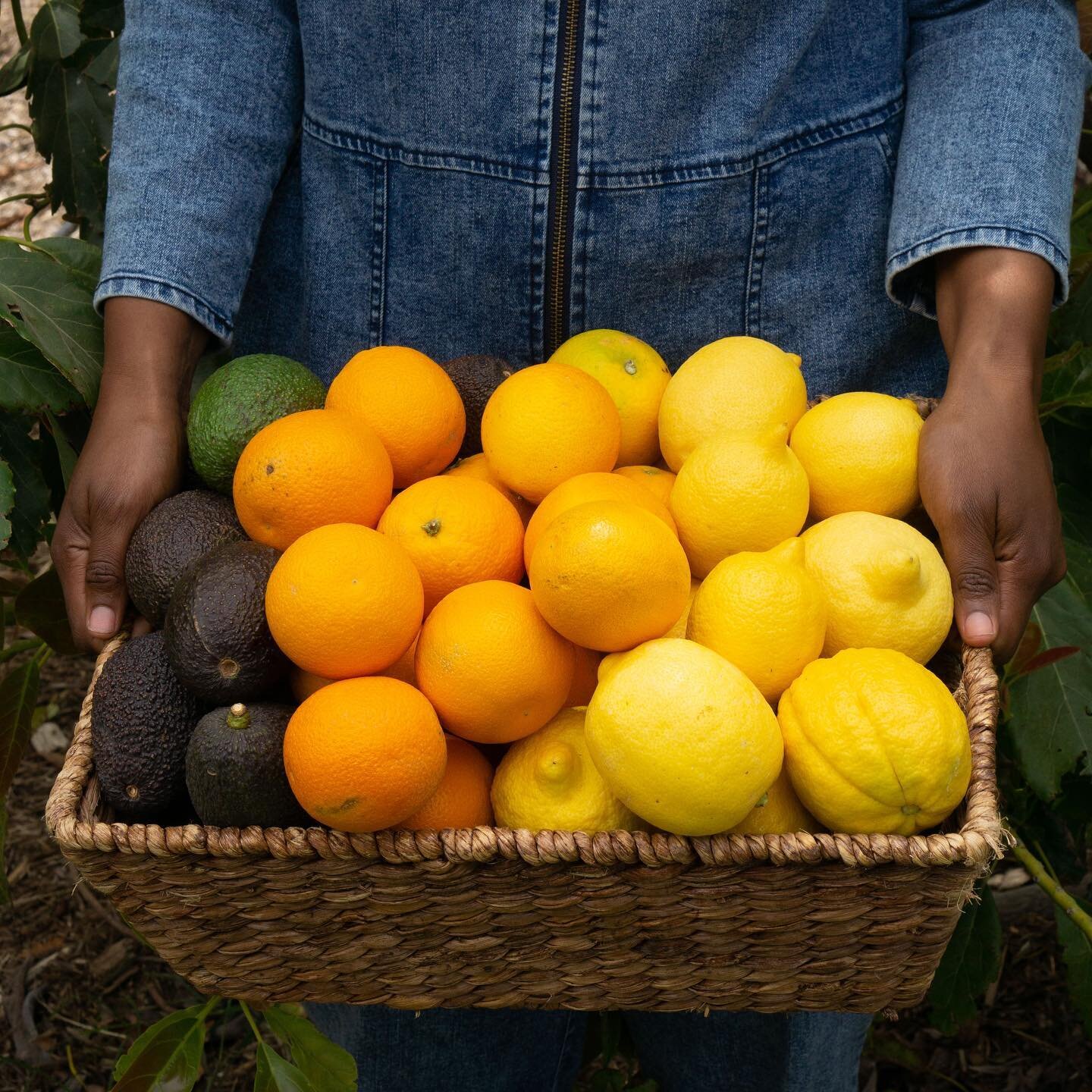 🌟🌟NEW PRODUCT ALERT 🌟🌟

Enjoy the best of the citrus and avocado season with our new Citrus and Avocado Box that features 6lbs Avocados (Hass or Bacon), 6lbs Lemons (Eureka, Lisbon or Meyer), and 6lbs of Oranges (Valencia or Navel).

The box is a