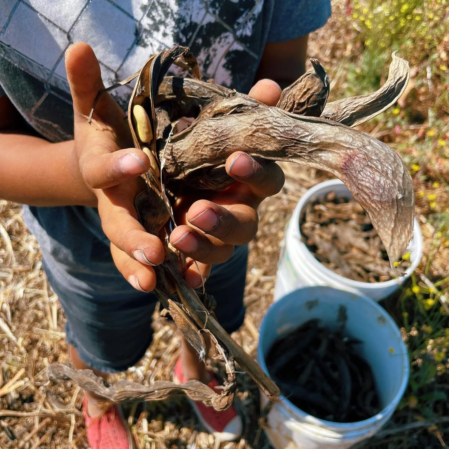 Saving seeds and the season.

________________________________________________________________

#seeds #favabeans #seedsaving #regenerativeagriculture #regenerativefarming