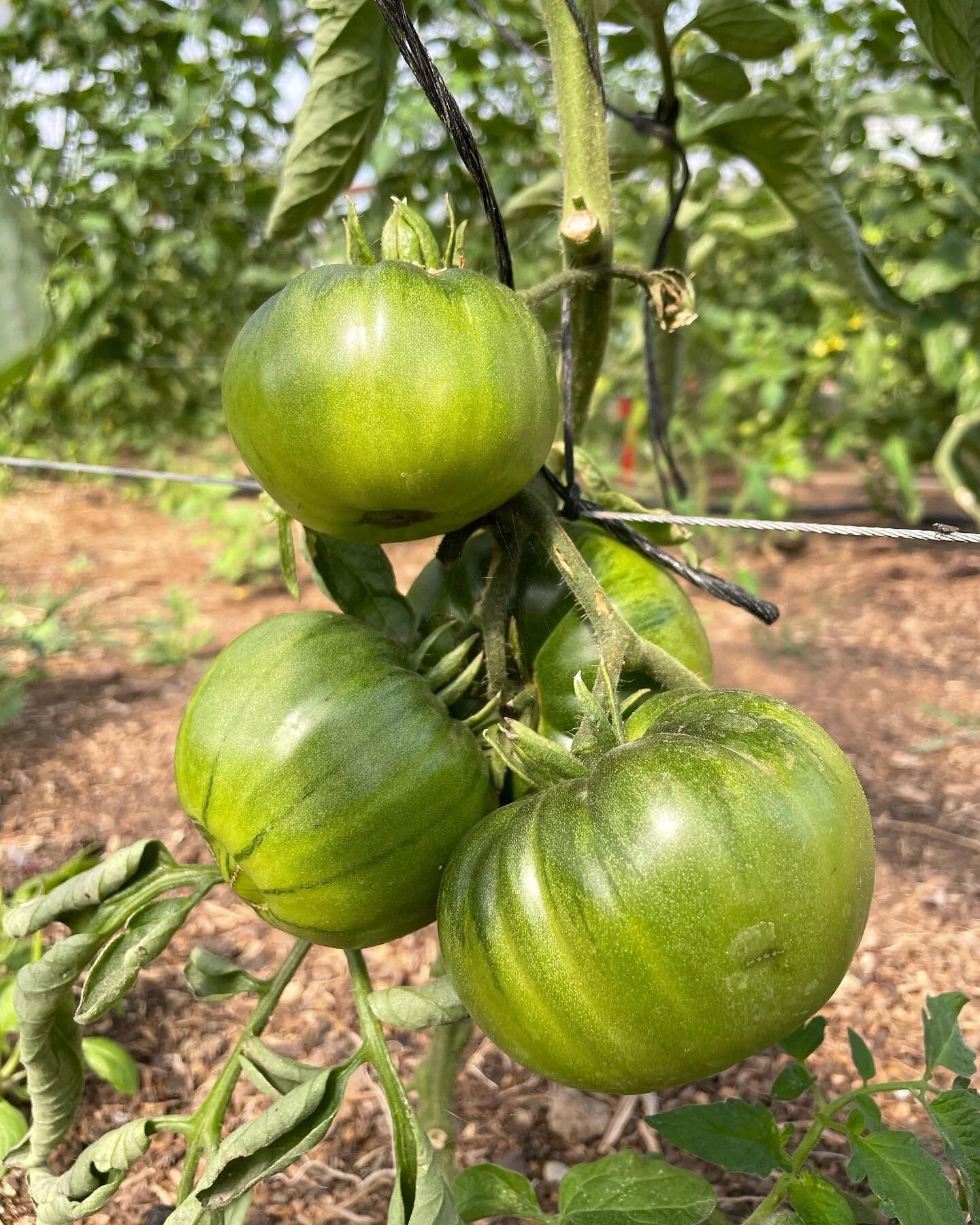Whether you enjoy them red or green, juicy or fresh, we can all agree that they&rsquo;re superb.

Tomatoes are an incredibly versatile superfood &ndash; no matter how you eat them, they are full of powerful antioxidants, provide a healthy dose of lyc