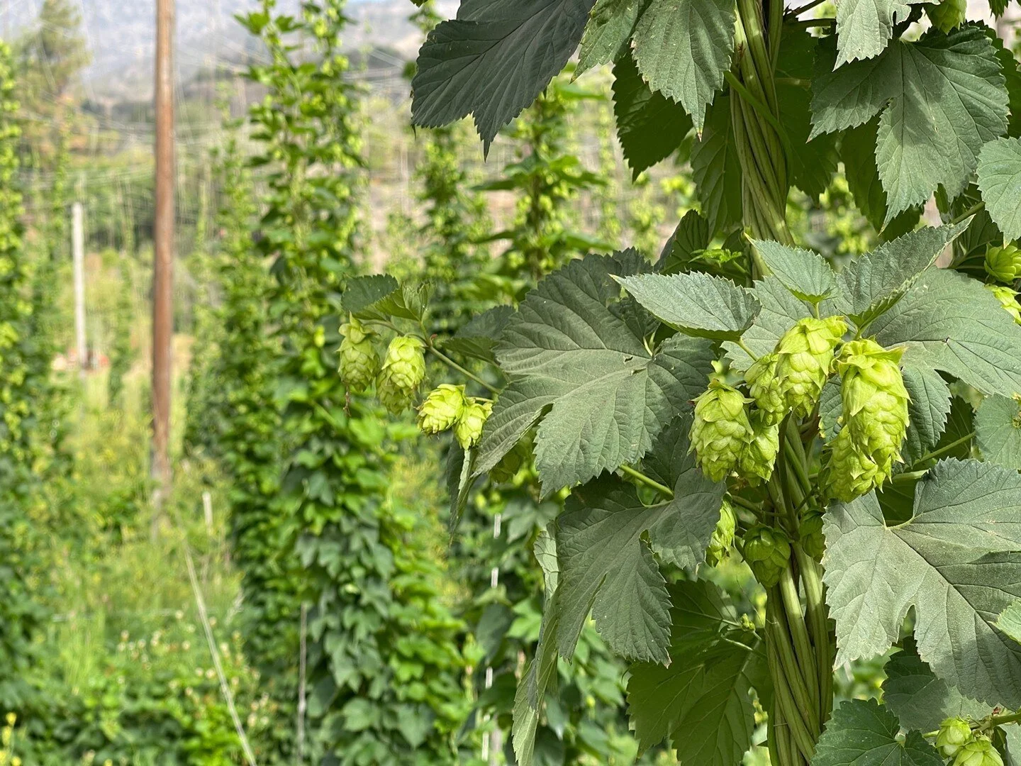 HOPS update! 🌿🍻 ⁠
⁠
We're proud to grow our own organic hops for #SageBrews, the microbrewery inside @thekindsage Echo Park.⁠
⁠
It's looking like this year's hops will be ready to harvest sometime in August, and we could use some hands to help out 