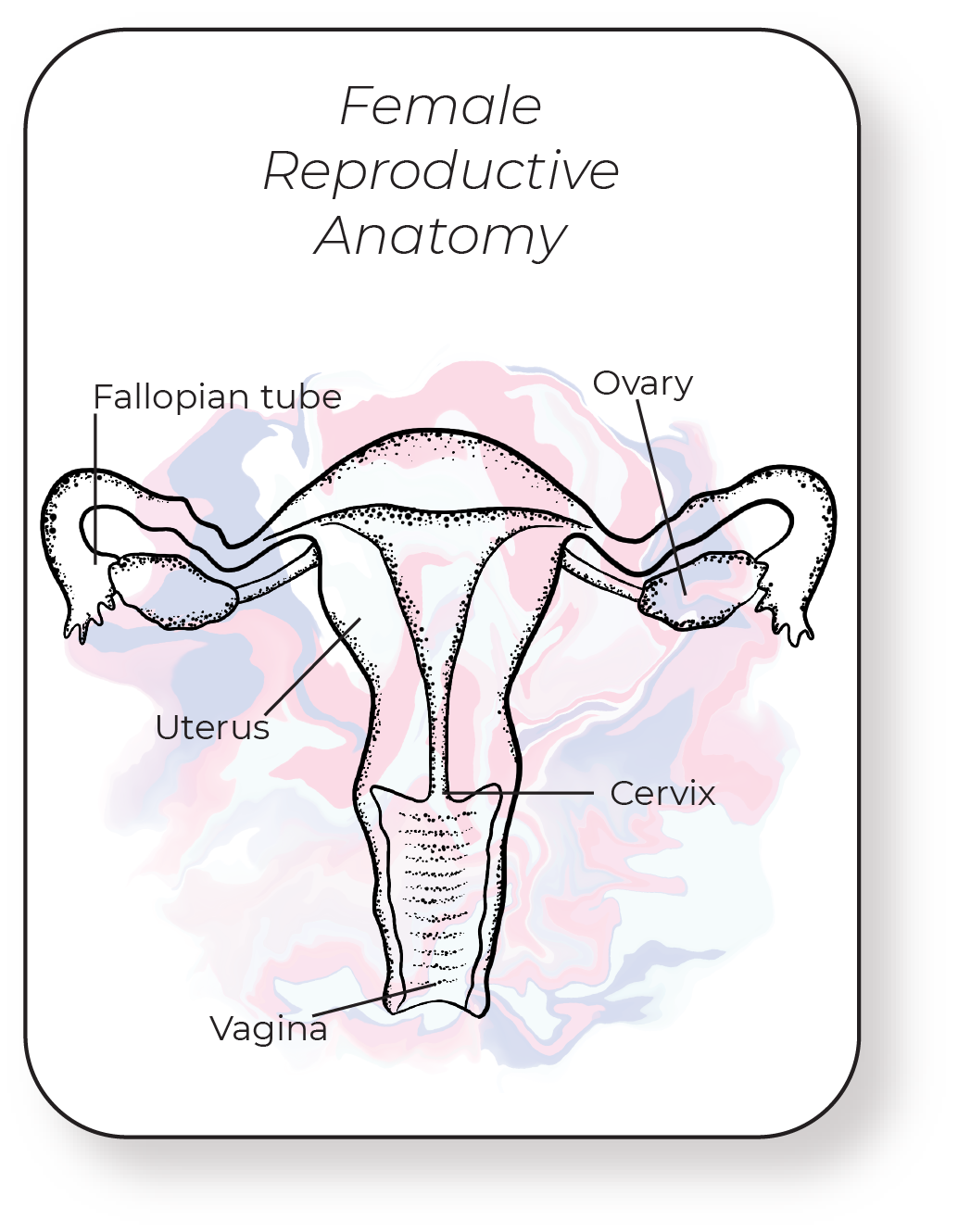 femalecard.png
