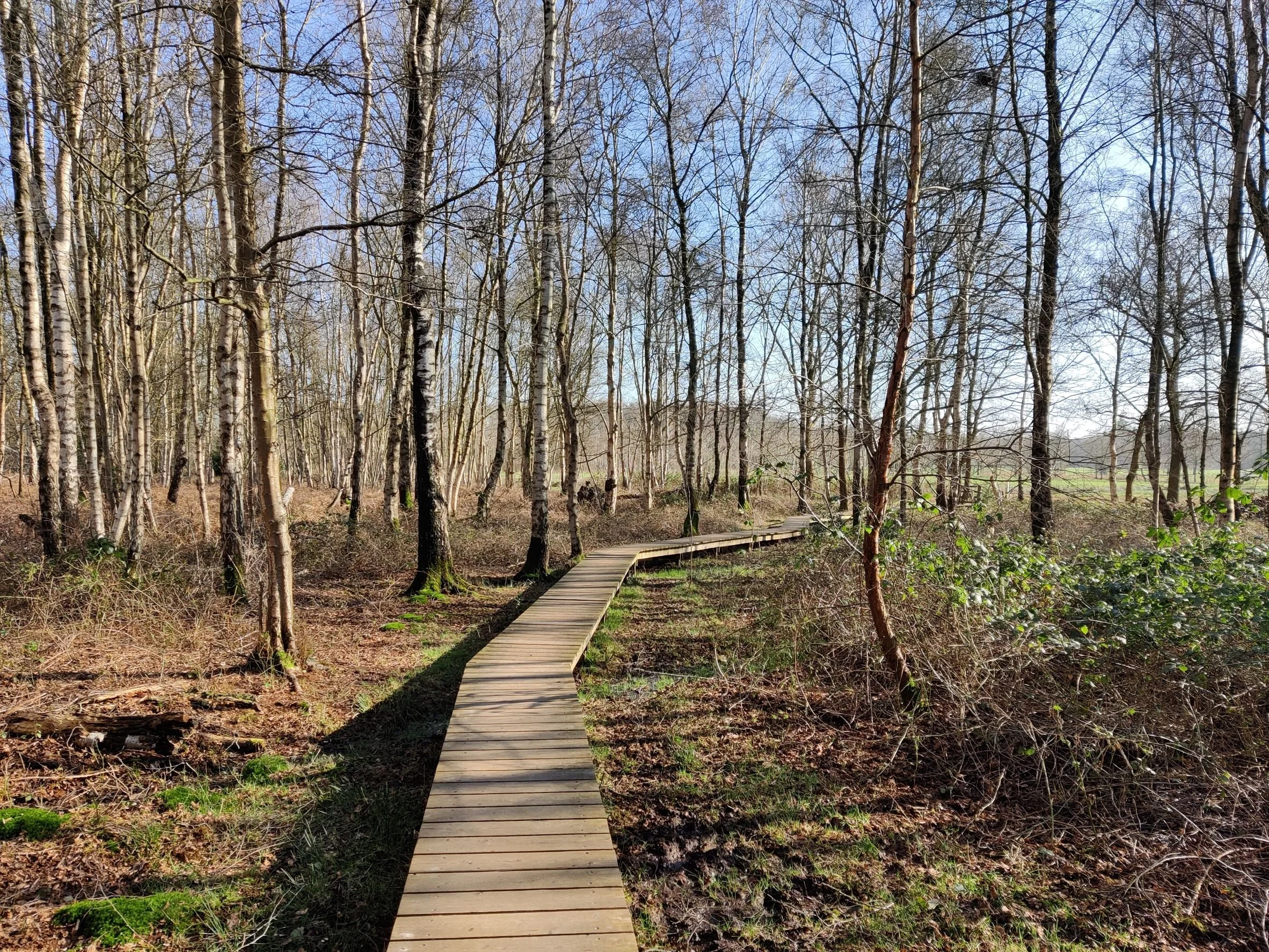 Wildkamperen In Het Drongengoedbos Simpelweg Wildkamperen In Het Drongengoedbos Simpelweg