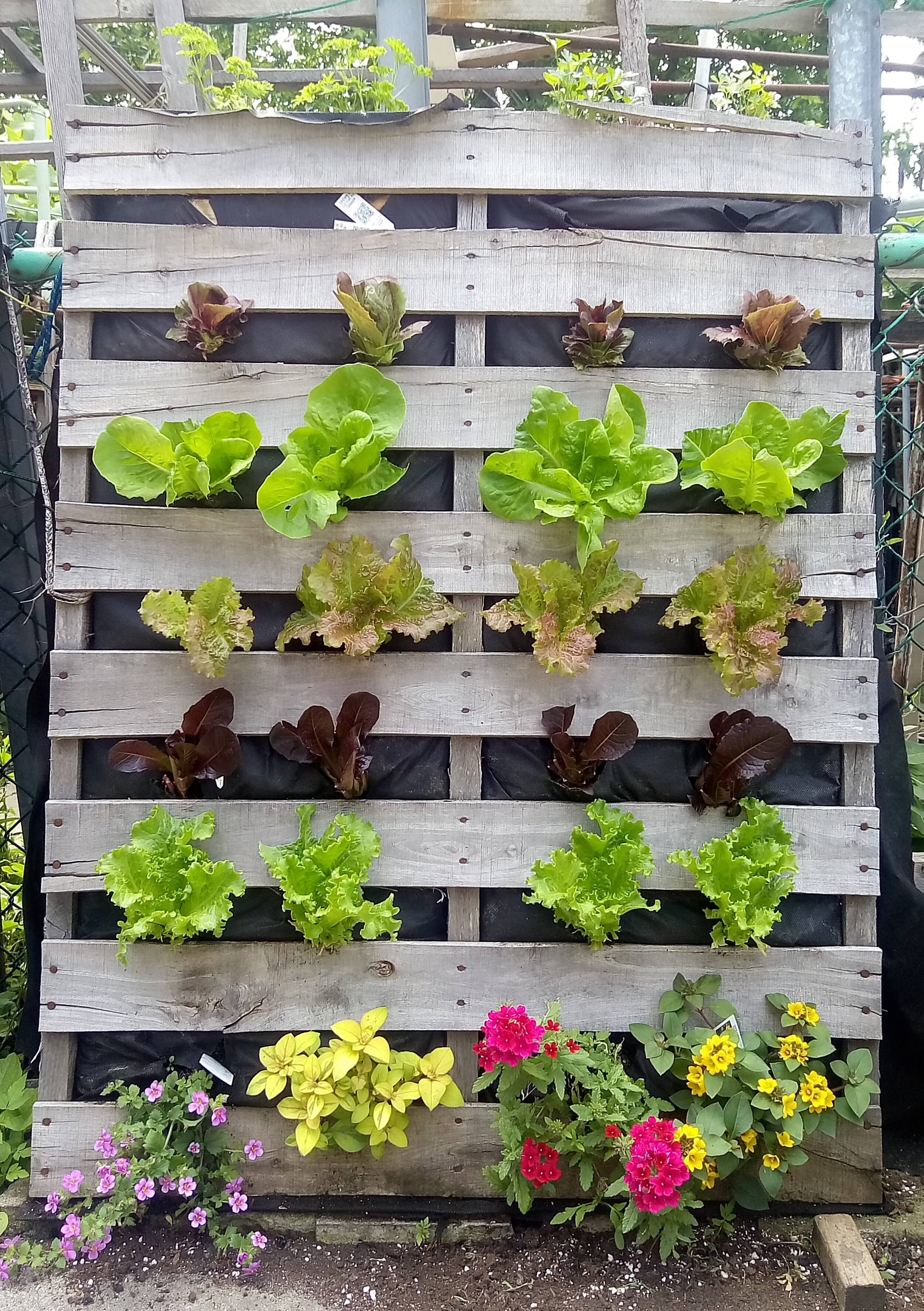 Vertical Lettuce Garden